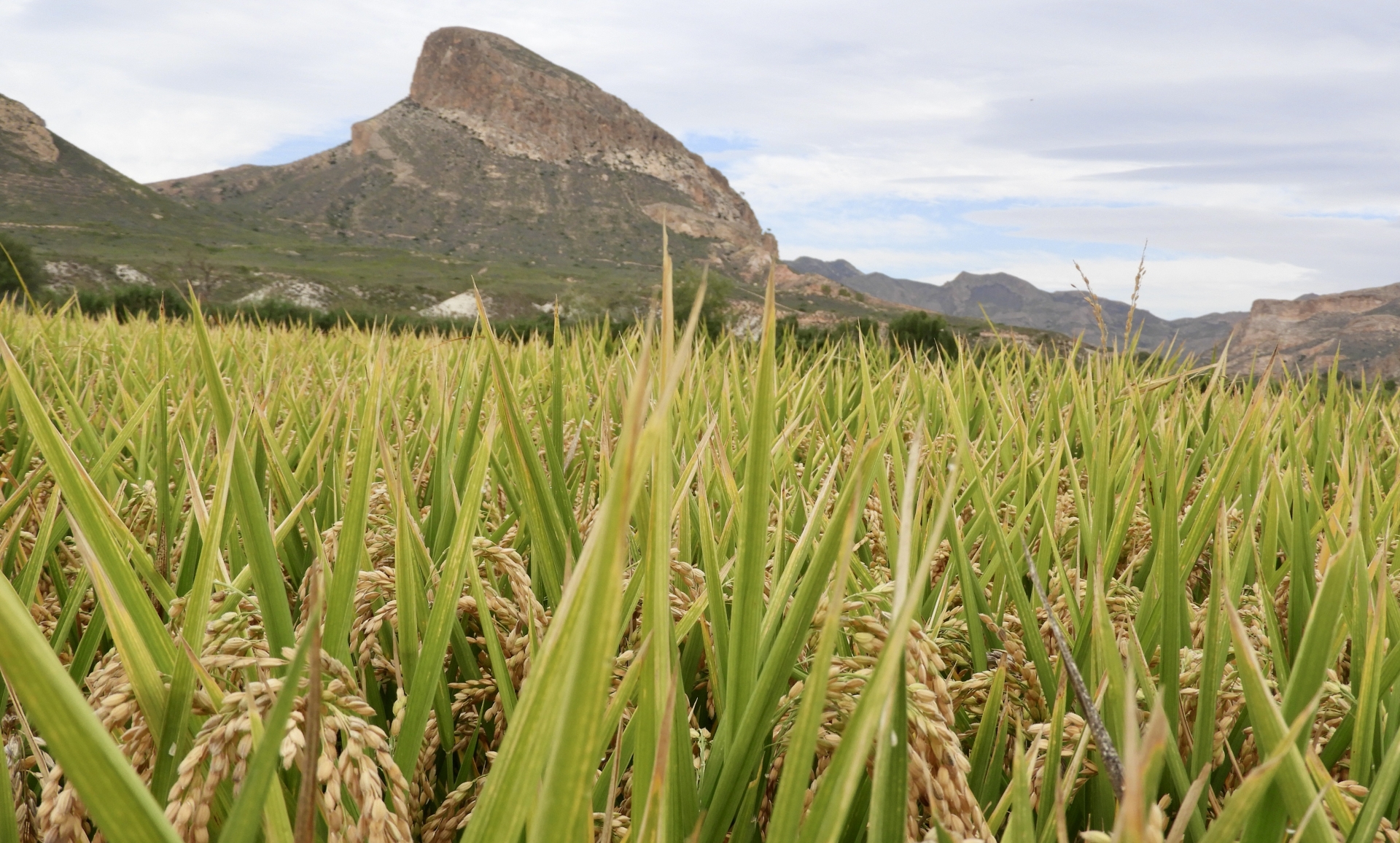 Albacete Ahora Arrozales de los campos de Hellín