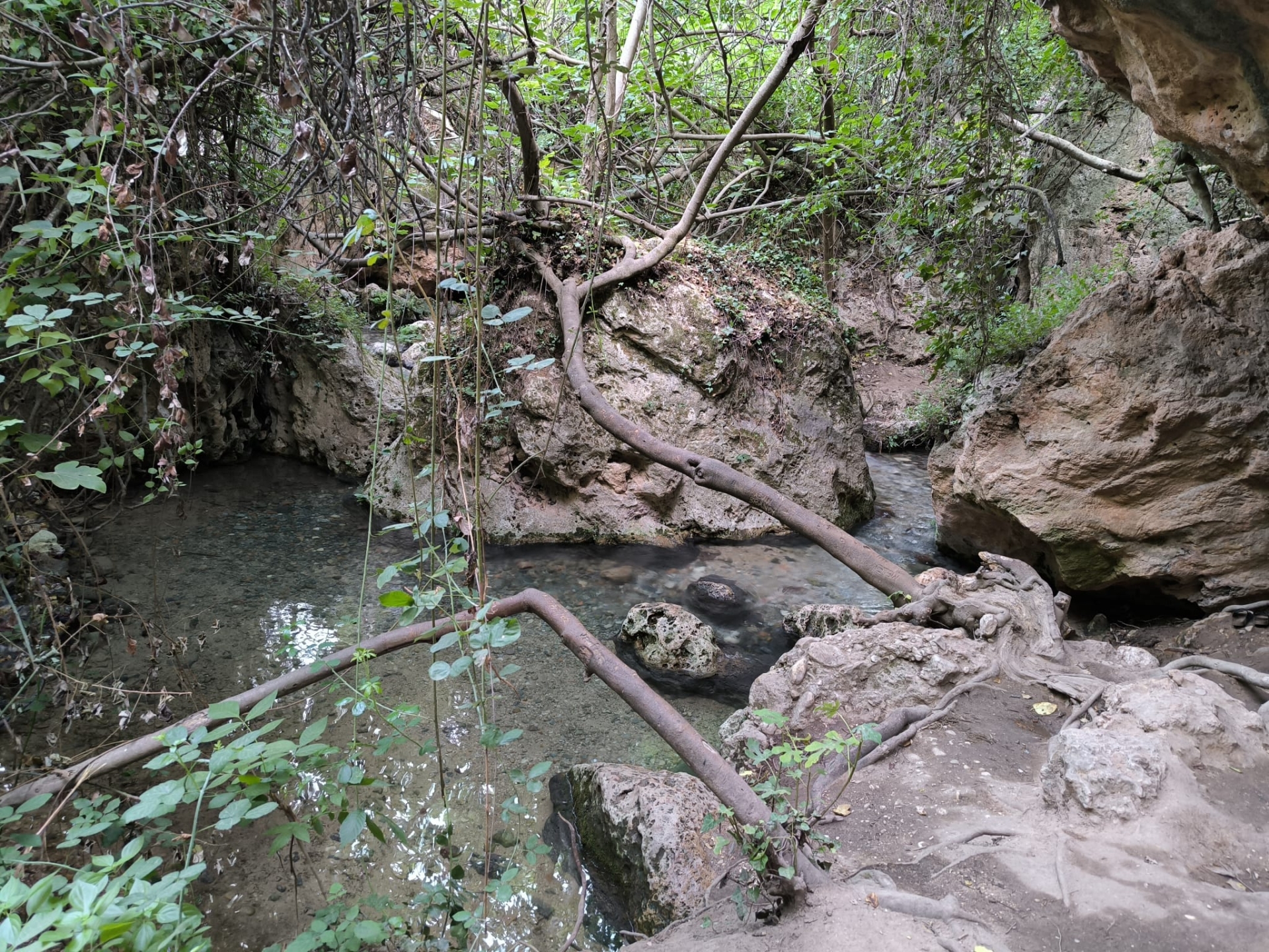 Albacete Ahora Charco Pataco