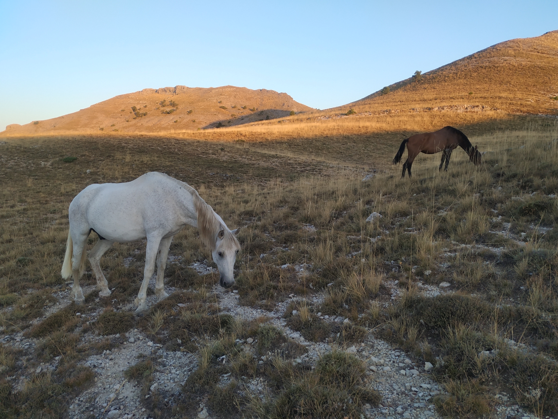 Albacete Ahora Caballos en el Calar del Mundo