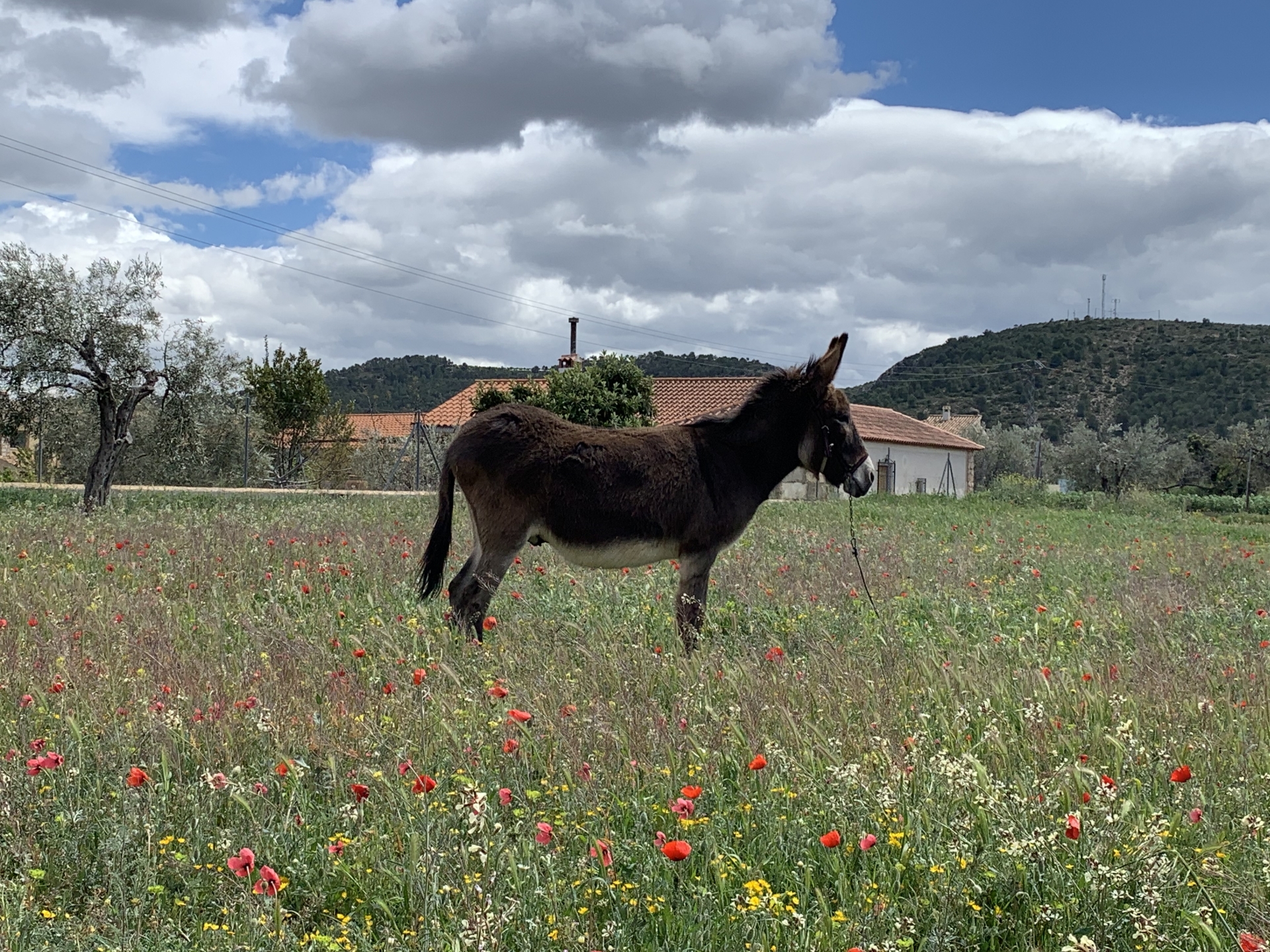 Albacete Ahora Burro. Equus Asinus