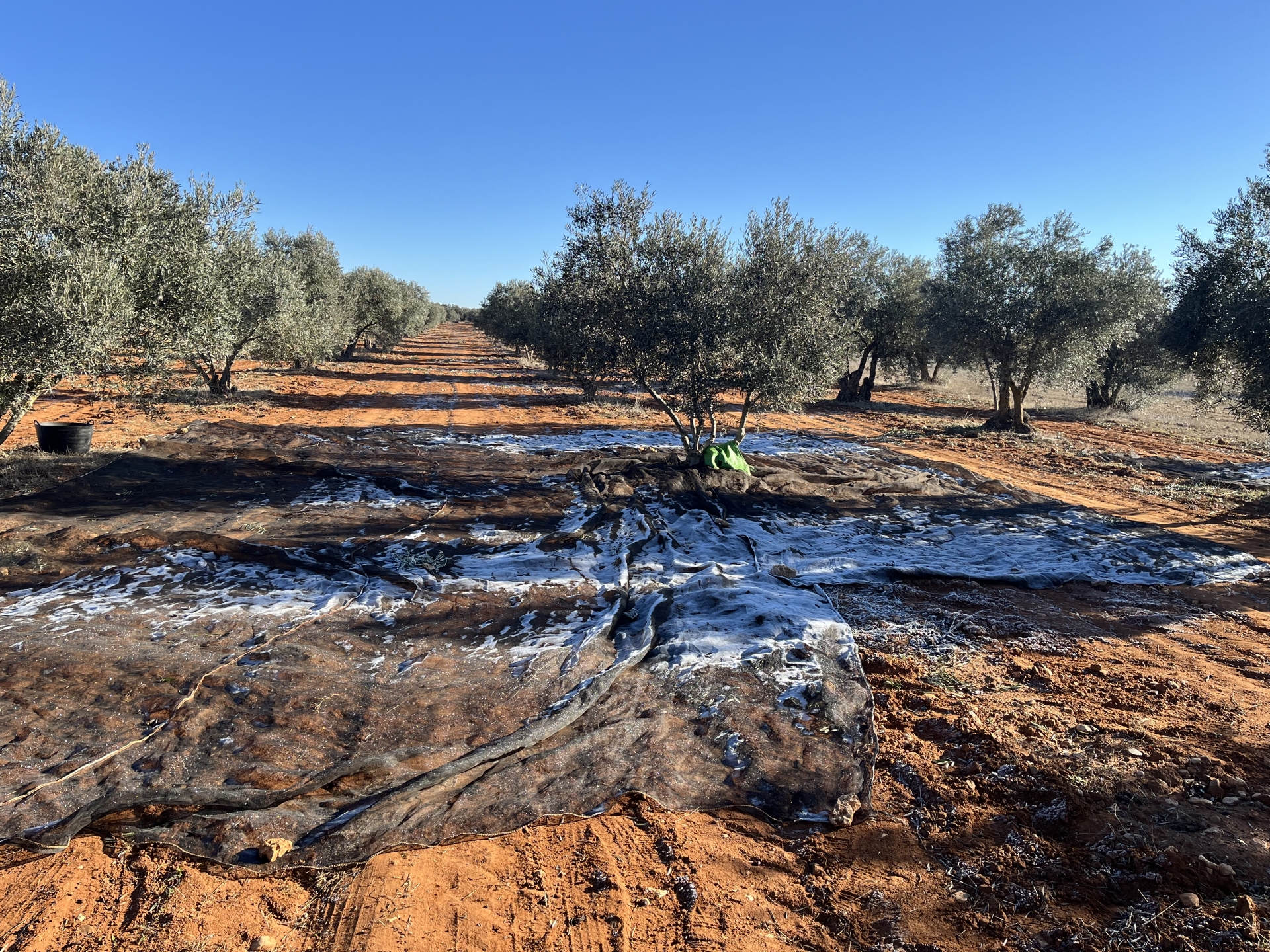 Albacete Ahora Recogida de la aceituna