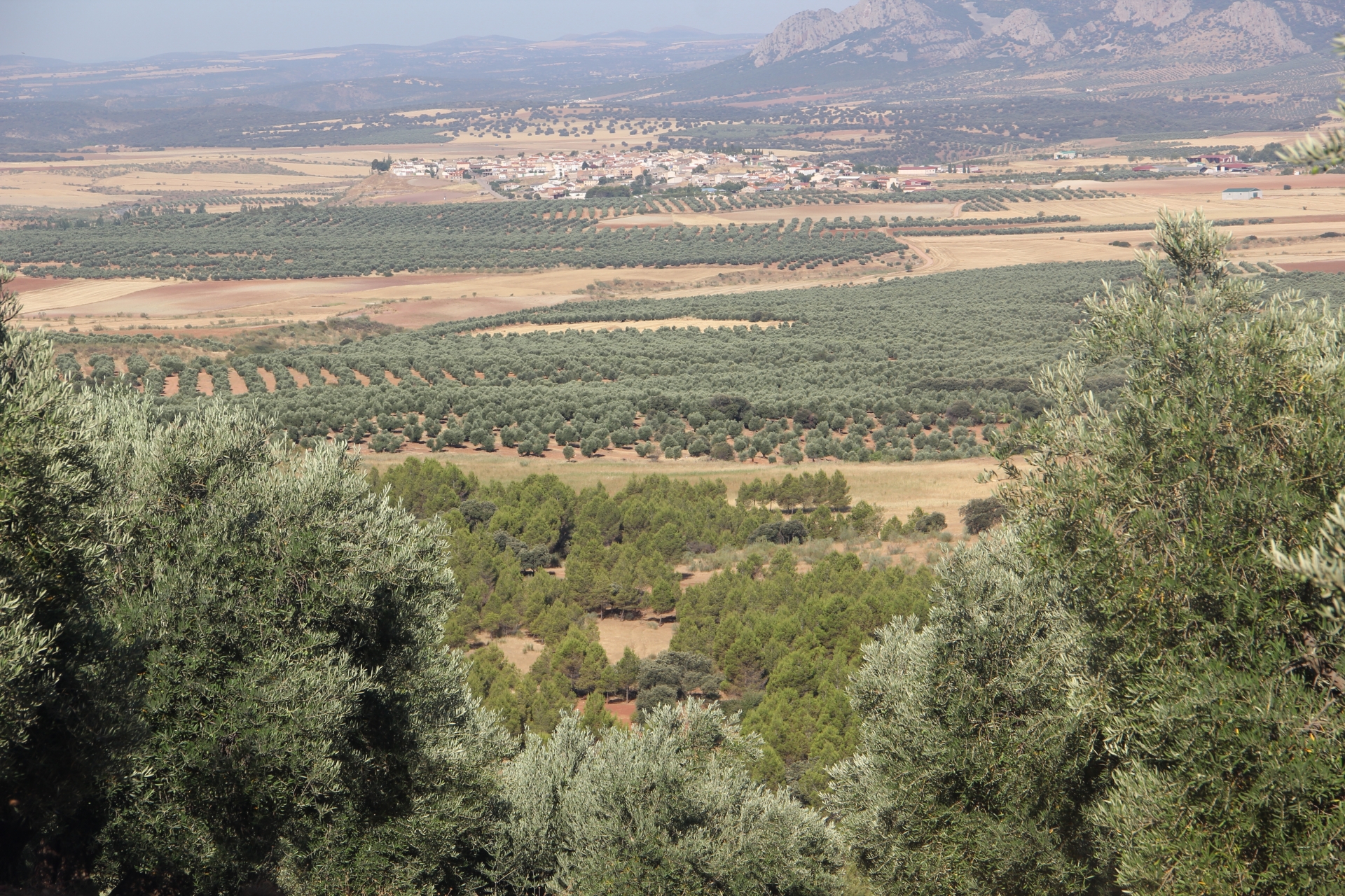 Albacete Ahora Campos de olivos con Villapalacios al fondo