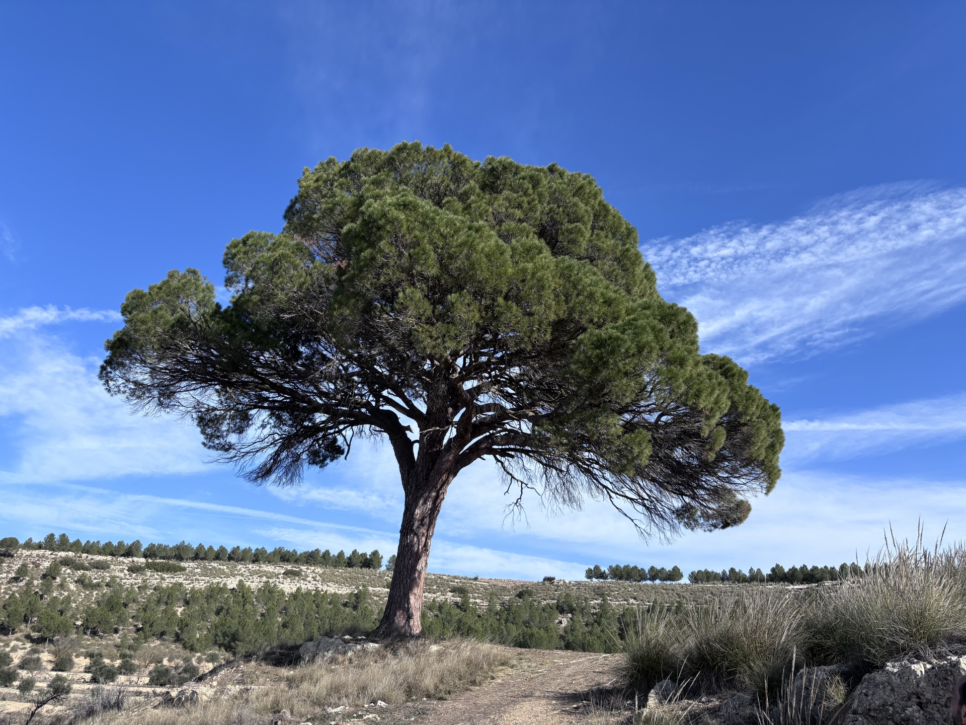 Albacete Ahora "Árbol del Año en España 2025"