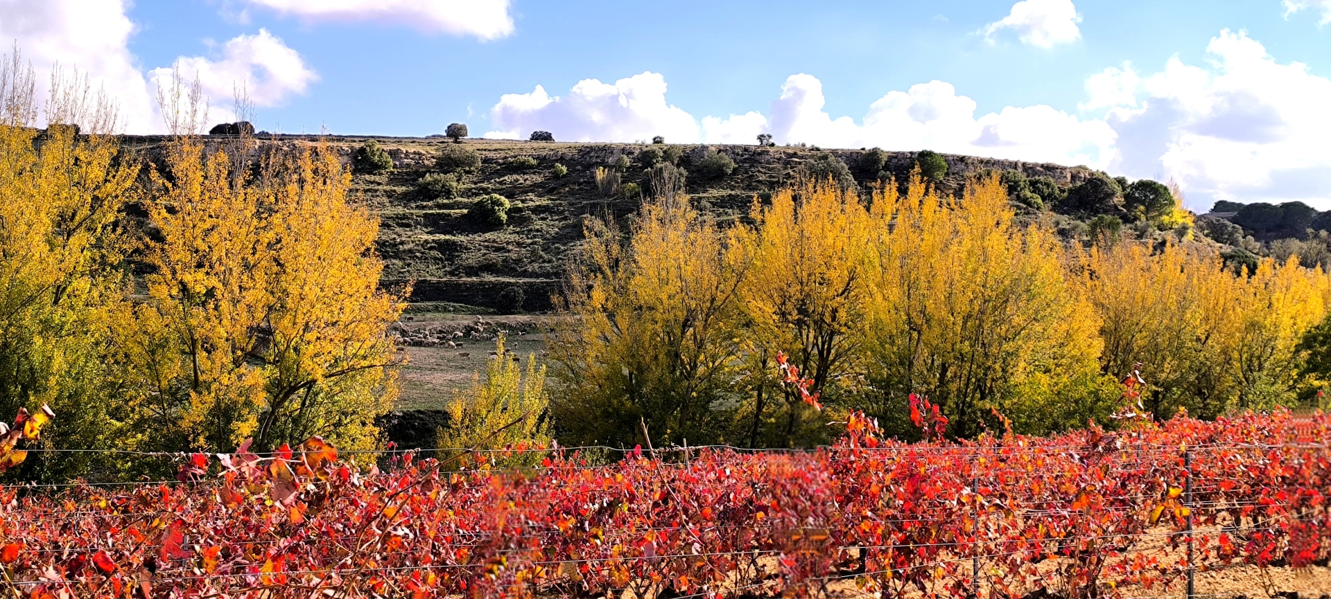 Albacete Ahora Postal de otoño