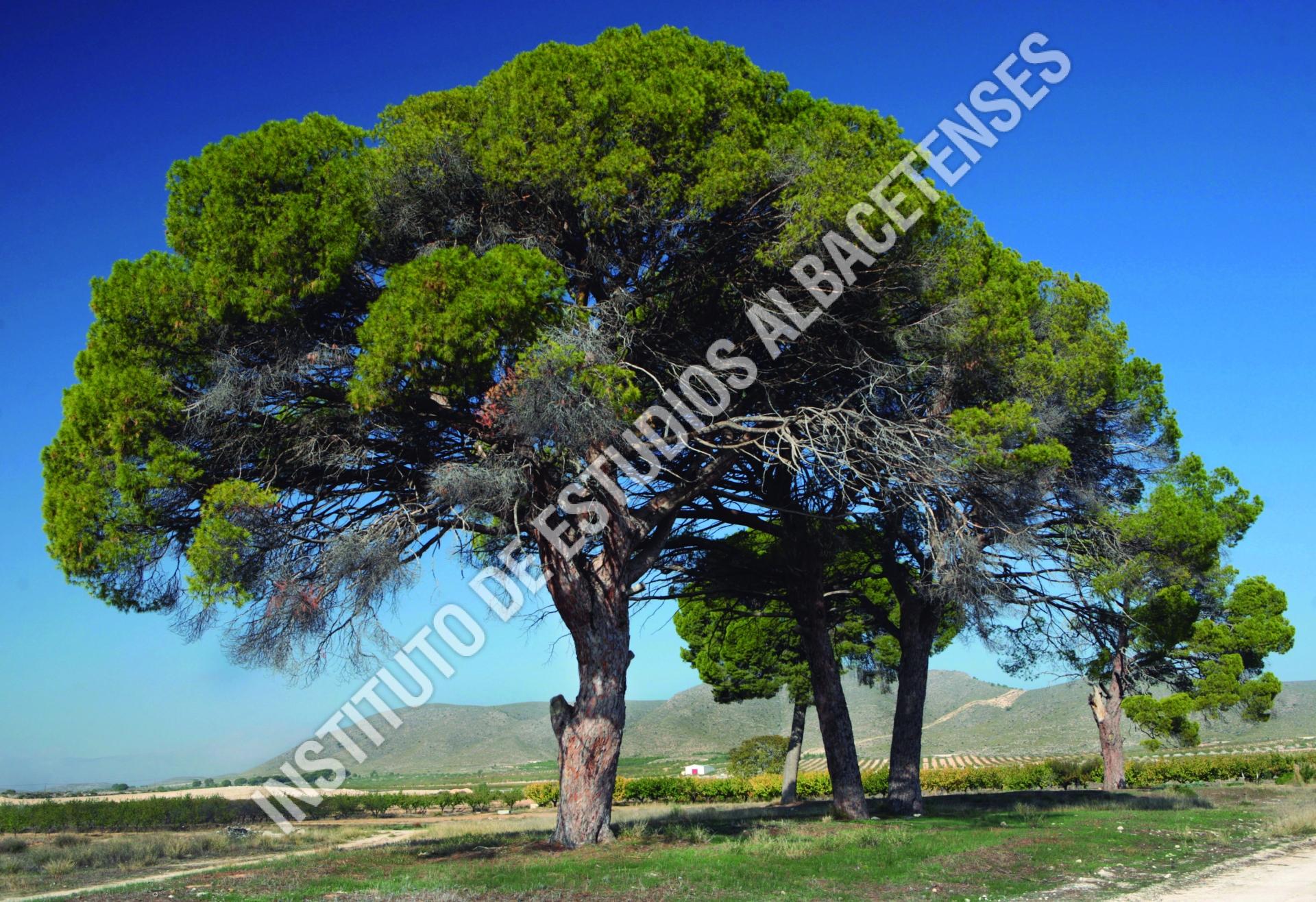 Patrimonio Natural Pinos de Aljubé (Pinus pinea L.)