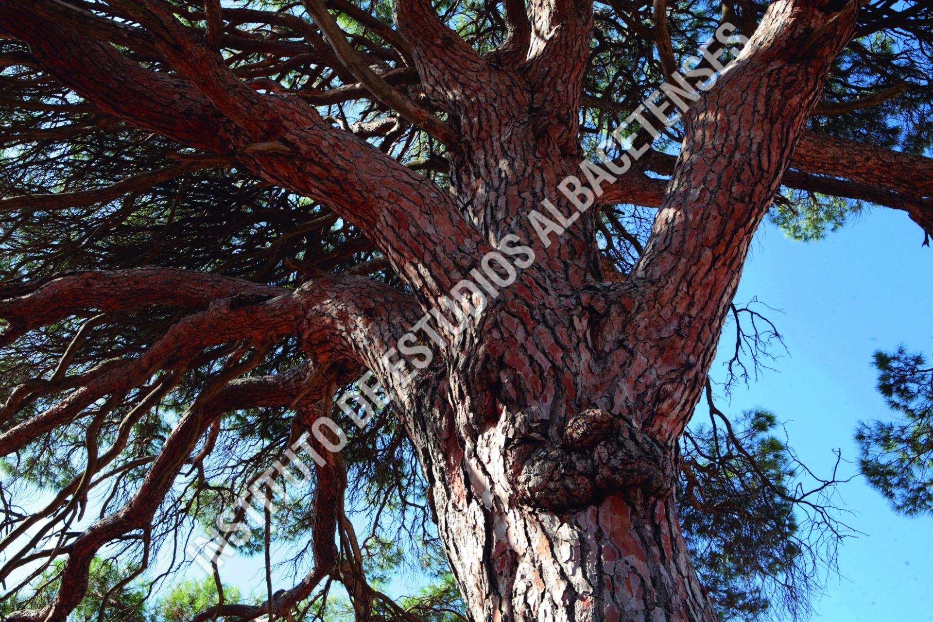 Patrimonio Natural Pino Juan Molinera (Pinus pinea L.)