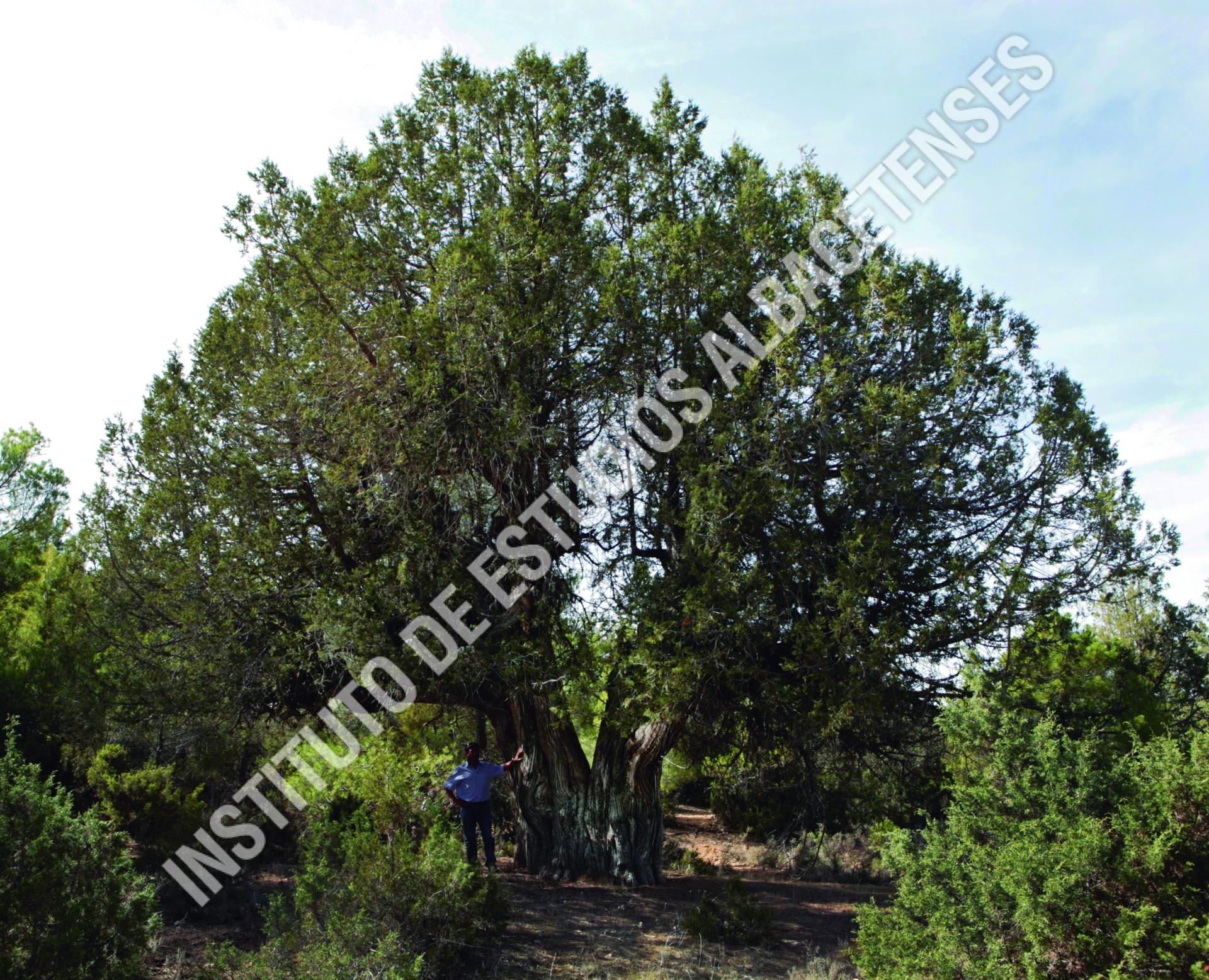 Patrimonio Natural Sabina Gorda de Pradosabina (Juniperus thurifera L.)