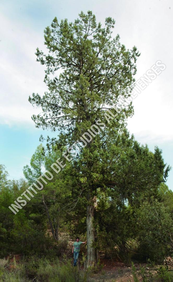 Patrimonio Natural Sabina del Nevazo (Juniperus thurifera L.)