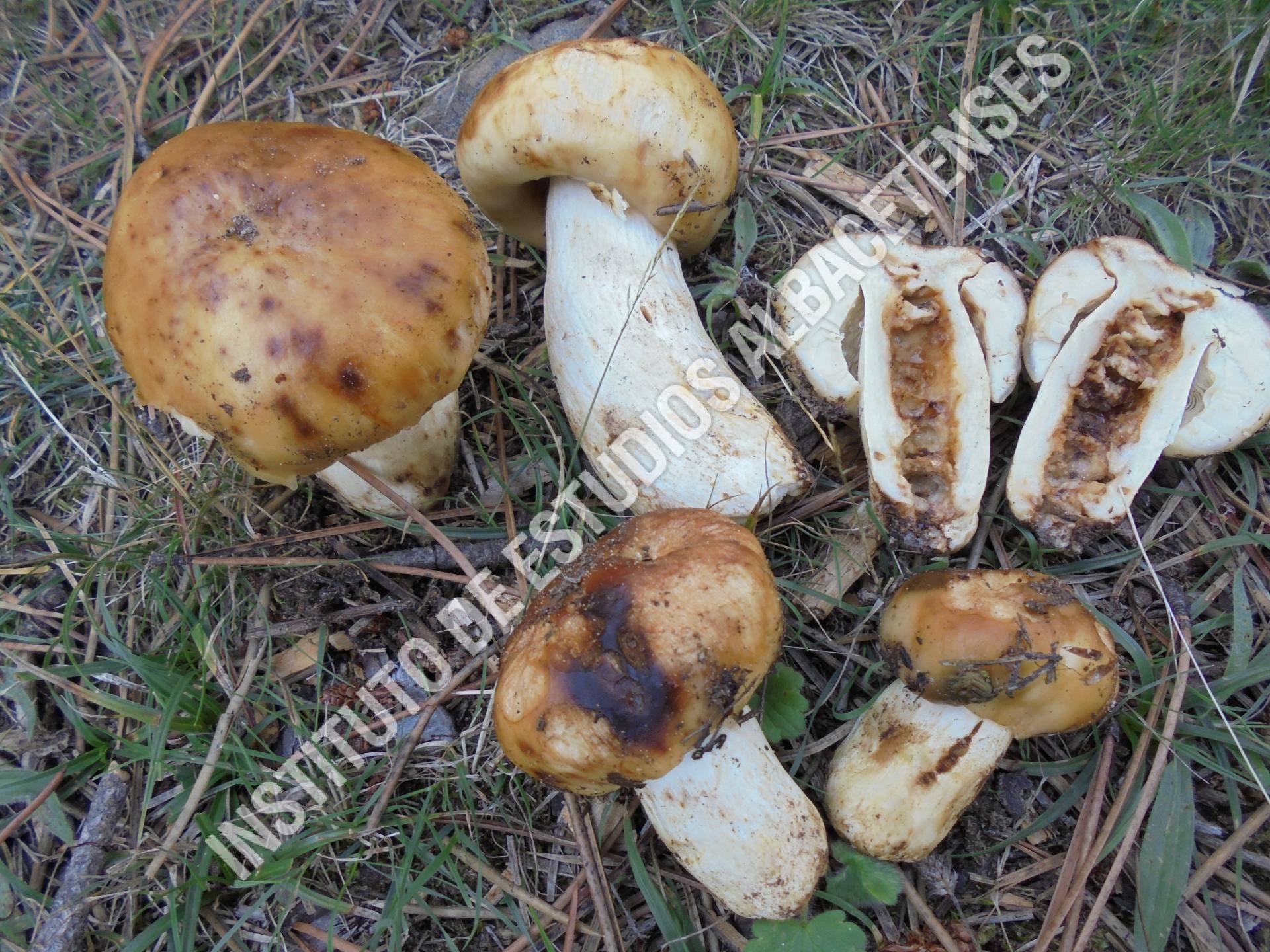 Patrimonio Natural Russula foetens Pers