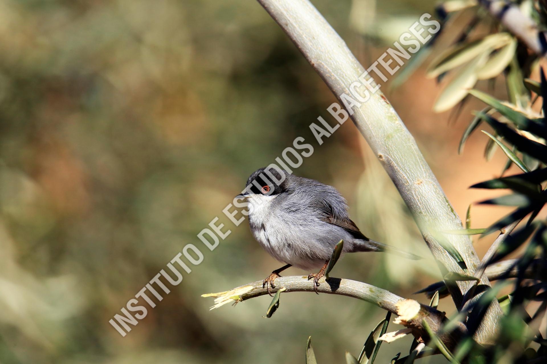 Patrimonio Natural Curruca cabecinegra (Sylvia melanocephala)