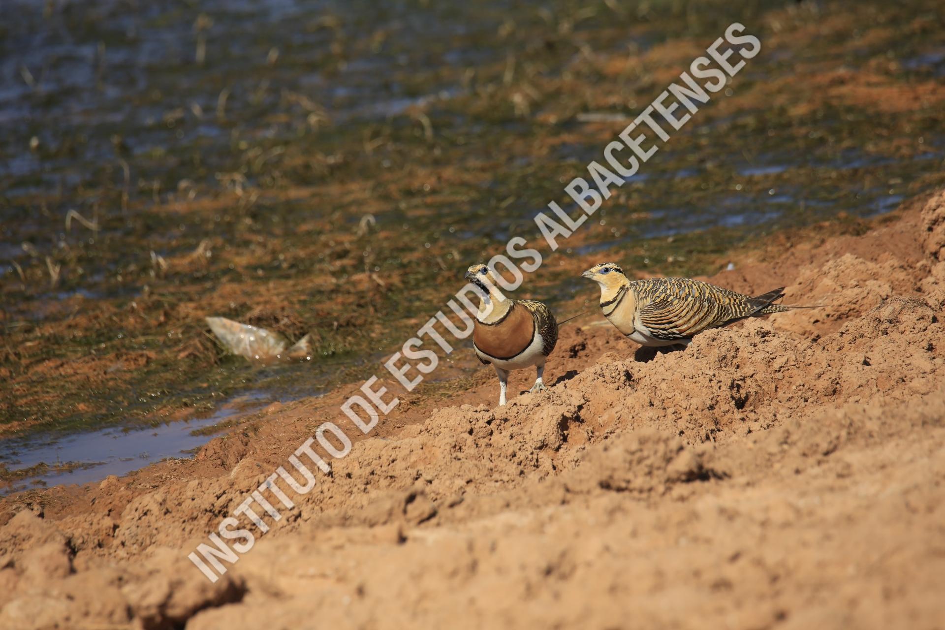 Patrimonio Natural Ganga ibérica (Pterocles alchata)