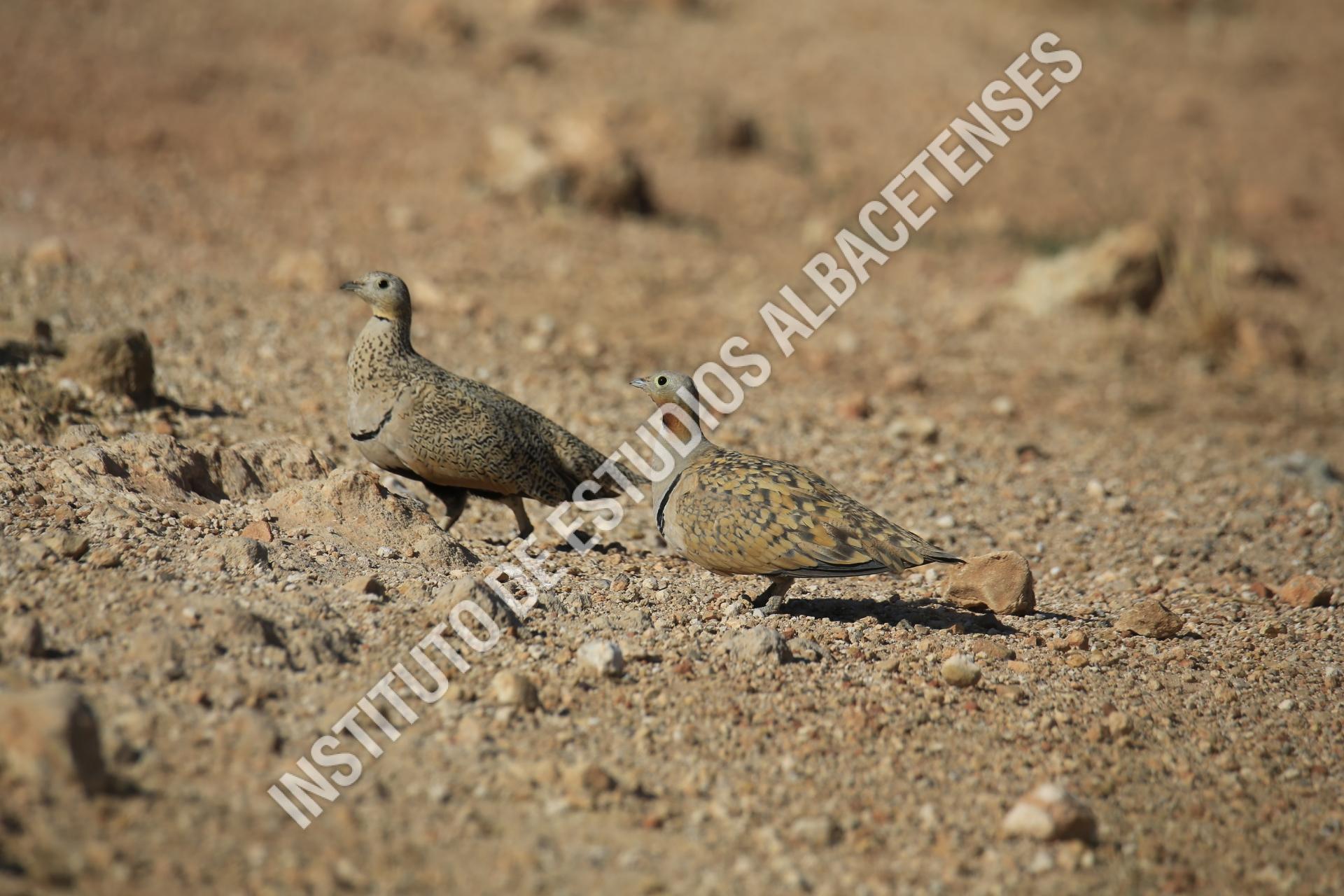 Patrimonio Natural Ganga ortega (Pterocles orientalis)