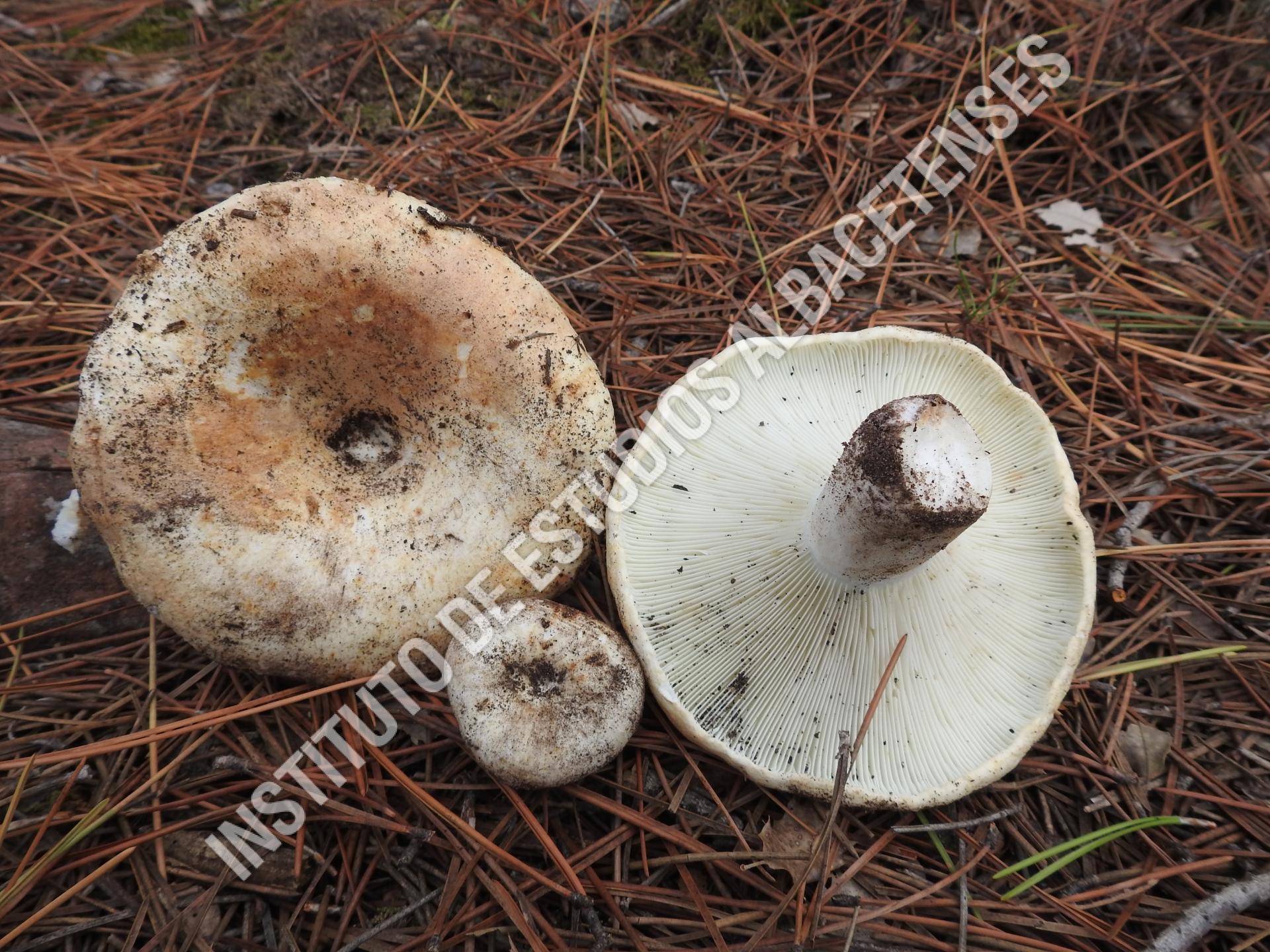 Patrimonio Natural  Chivata blanca (Russula chloroides (Krombh.) Bres.)