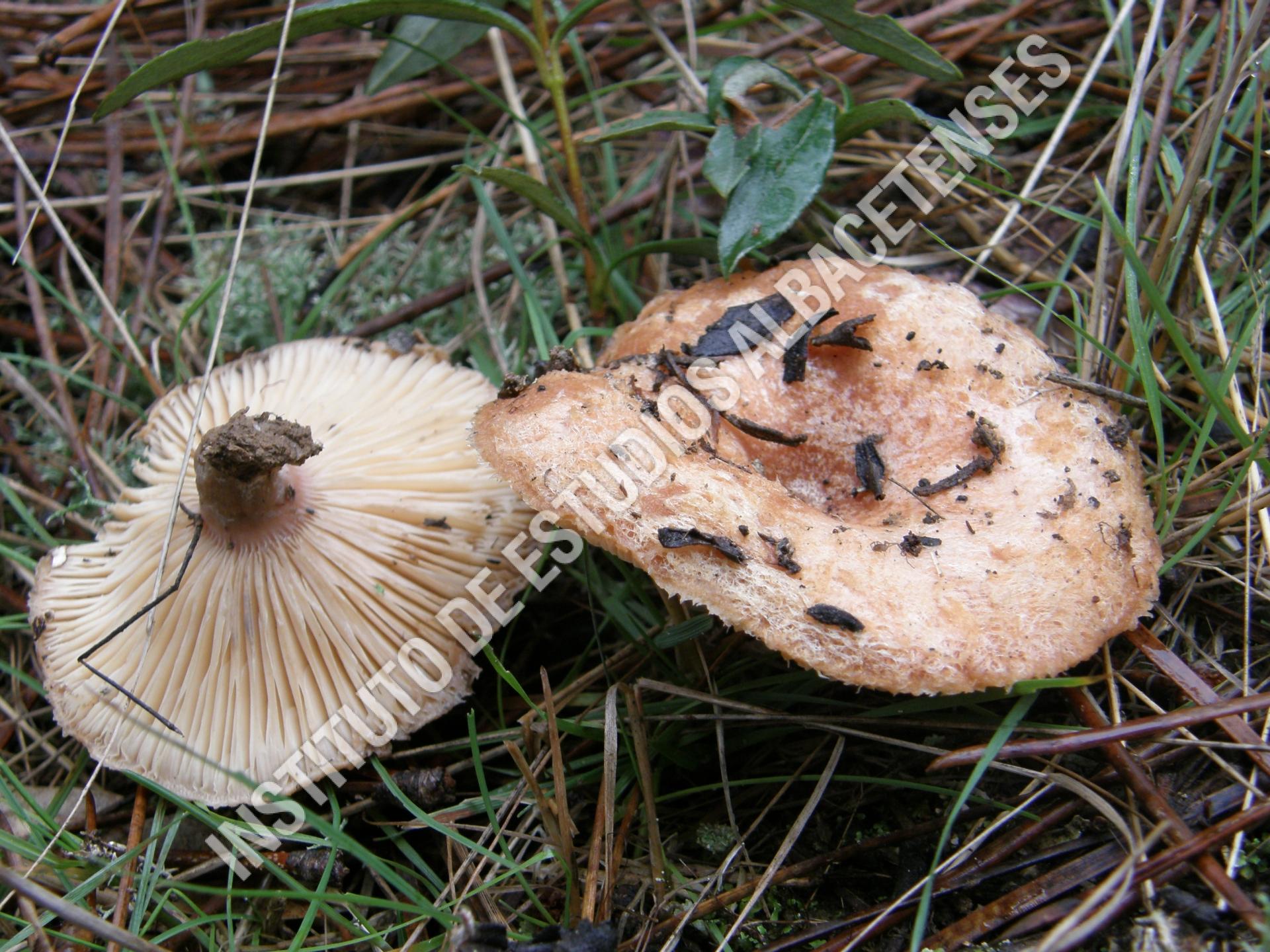 Patrimonio Natural Guíscano borde (Lactarius tesquorum Malençon)