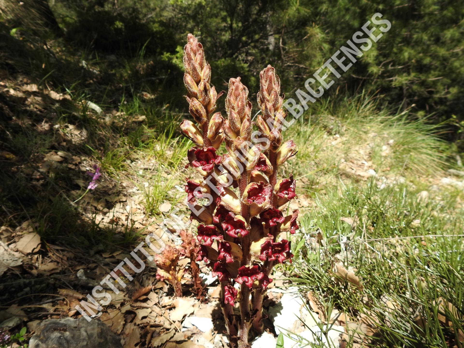 Patrimonio Natural Pijolobo, Jopo  (Orobanche gracilis Sm.)