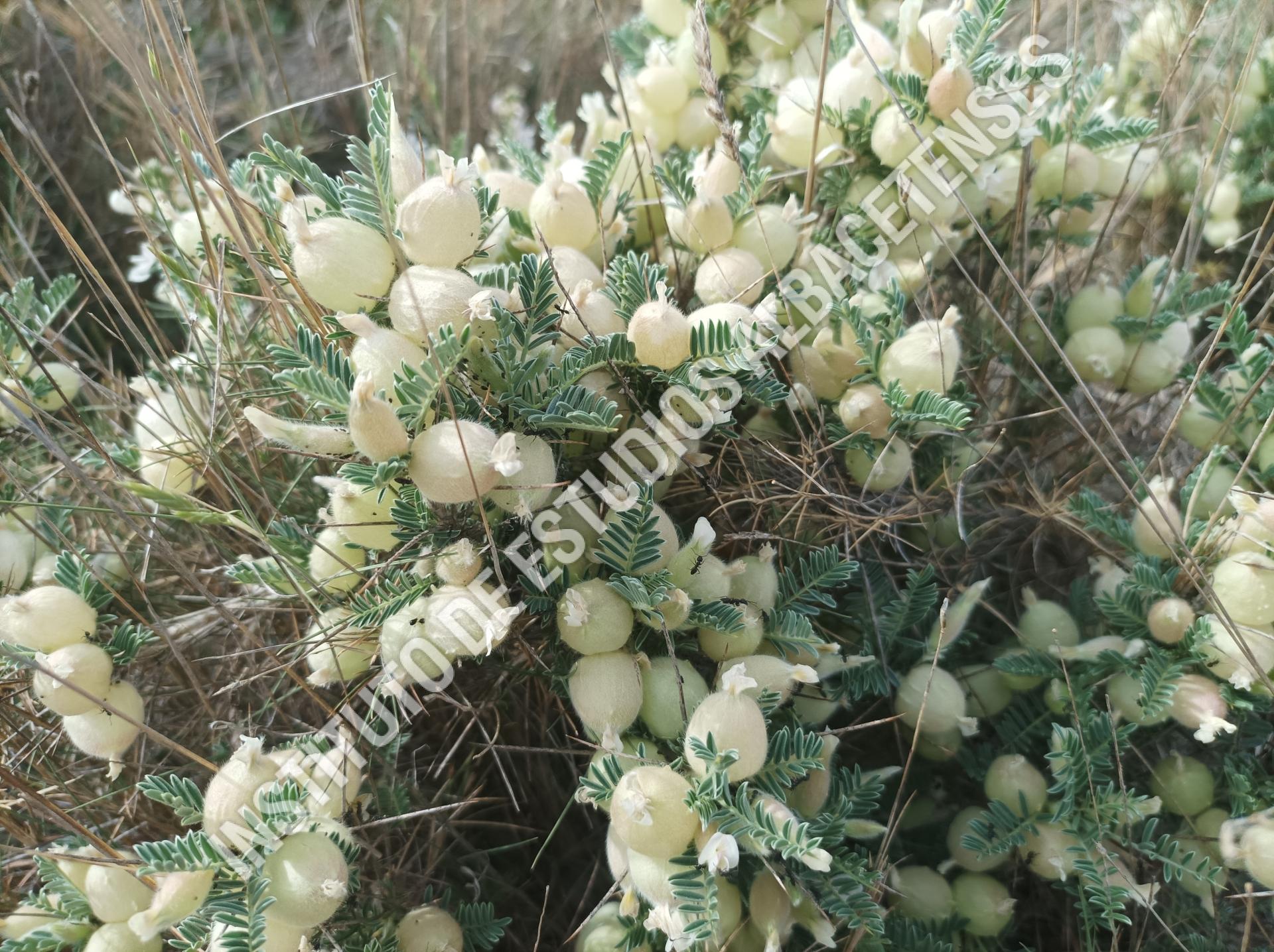 Patrimonio Natural Arzolla, alquitira (Astragalus clusii Boiss.)