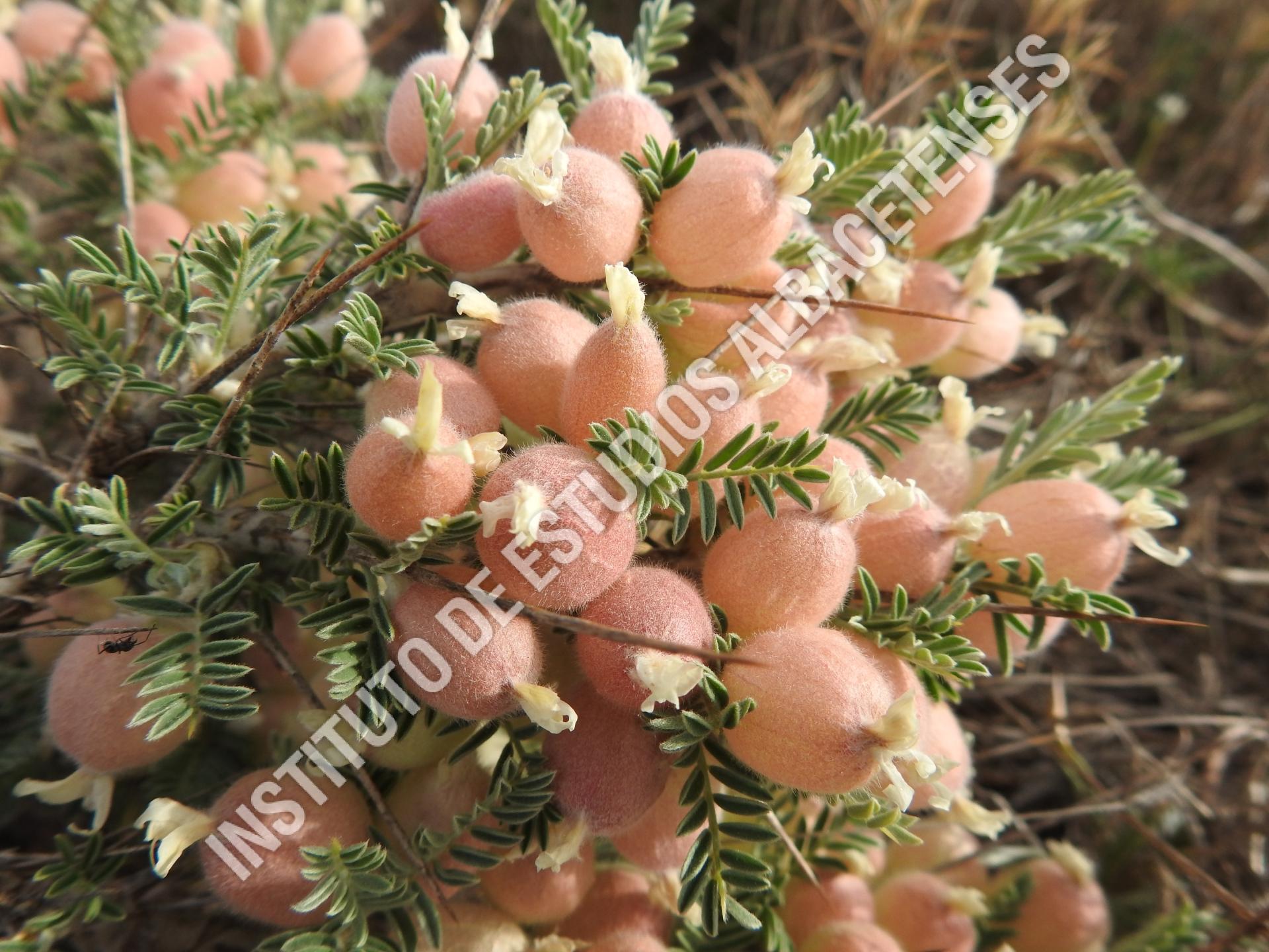 Patrimonio Natural Arzolla, alquitira (Astragalus clusii Boiss.)