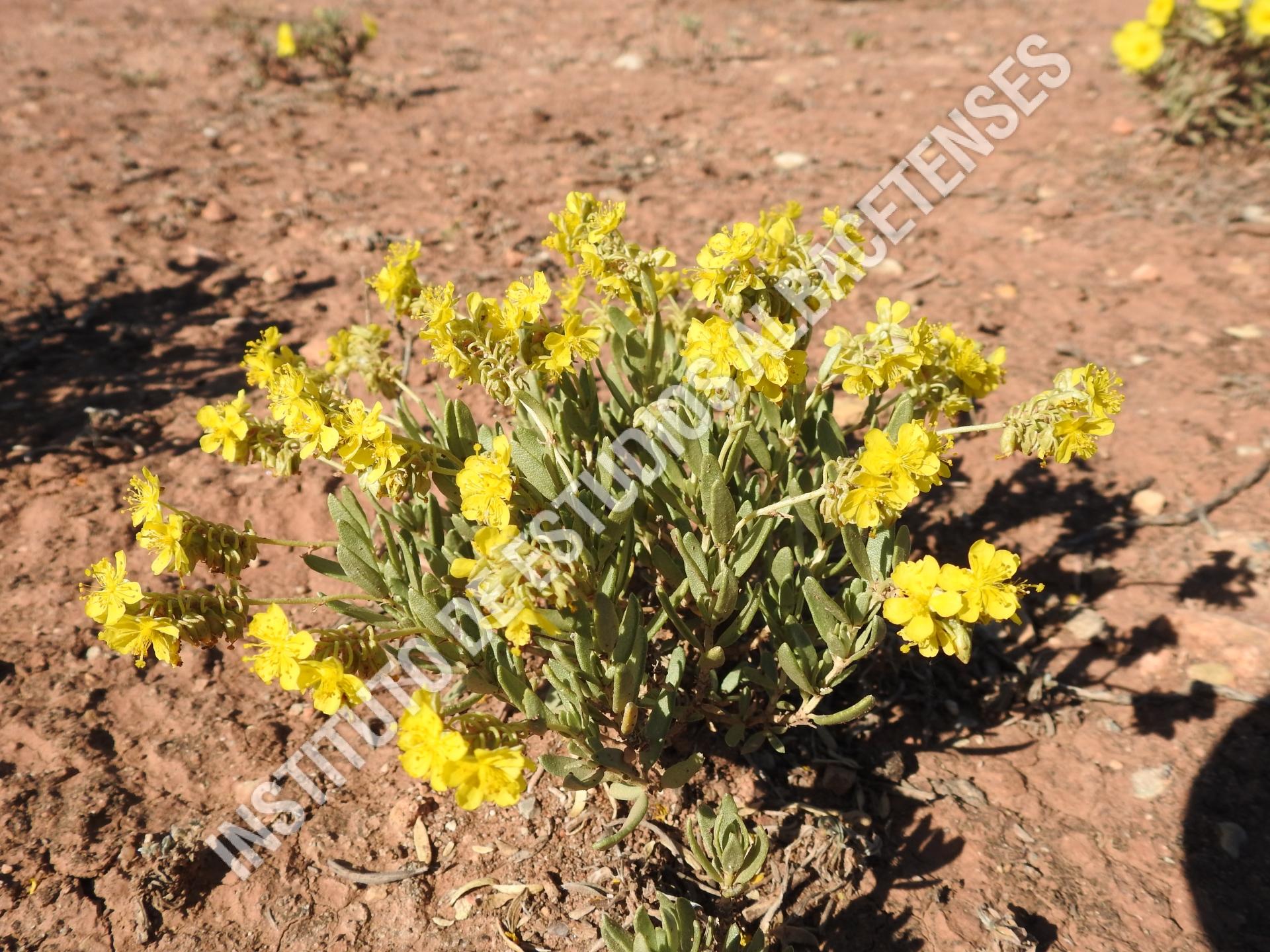 Patrimonio Natural Helianthemum squamatum (L.) Dum.Cours