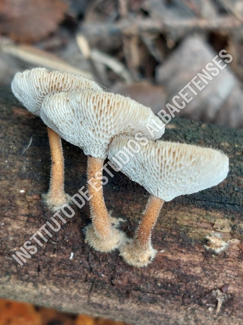 Patrimonio Natural Lentinus arcularius (Batsch) Zmitr.