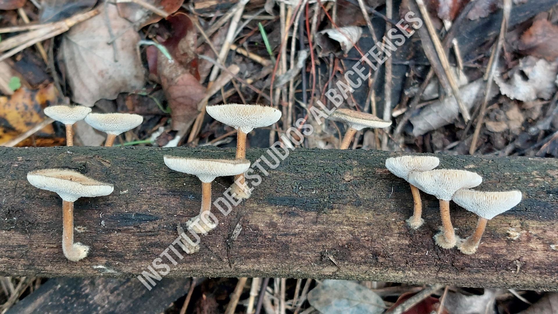 Patrimonio Natural Lentinus arcularius (Batsch) Zmitr.