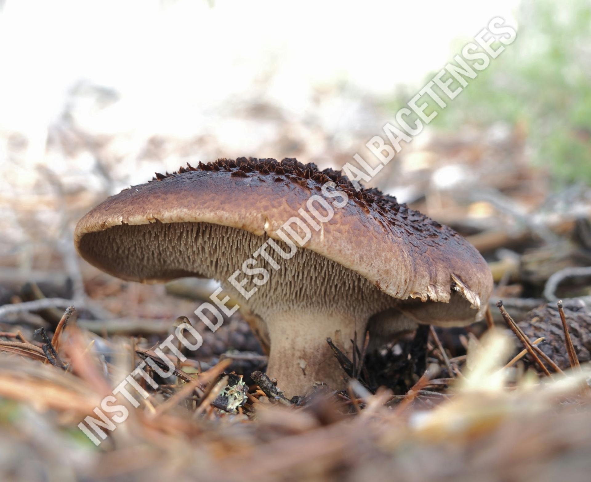 Patrimonio Natural Piel de corzo (Sarcodon imbricatus)