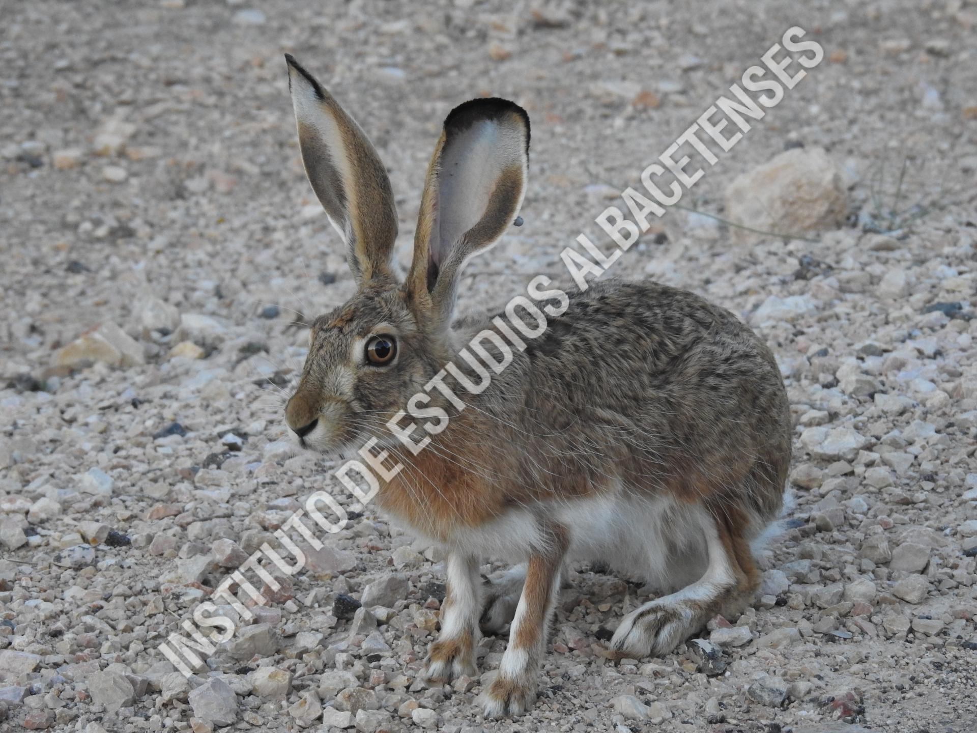 Patrimonio Natural Liebre ibérica (Lepus granatensis)