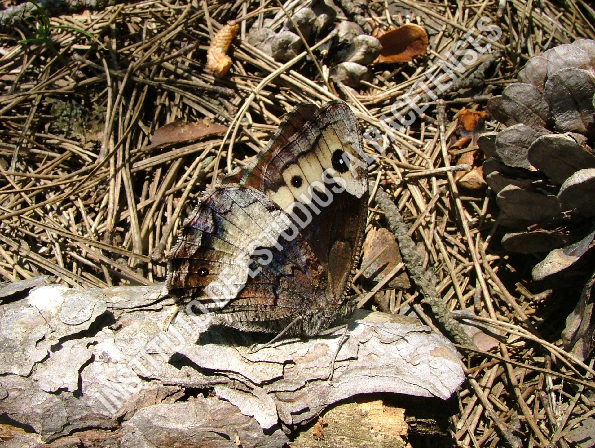 Patrimonio Natural Banda acodada (Hipparchia alcyone (D. & S., 1775)