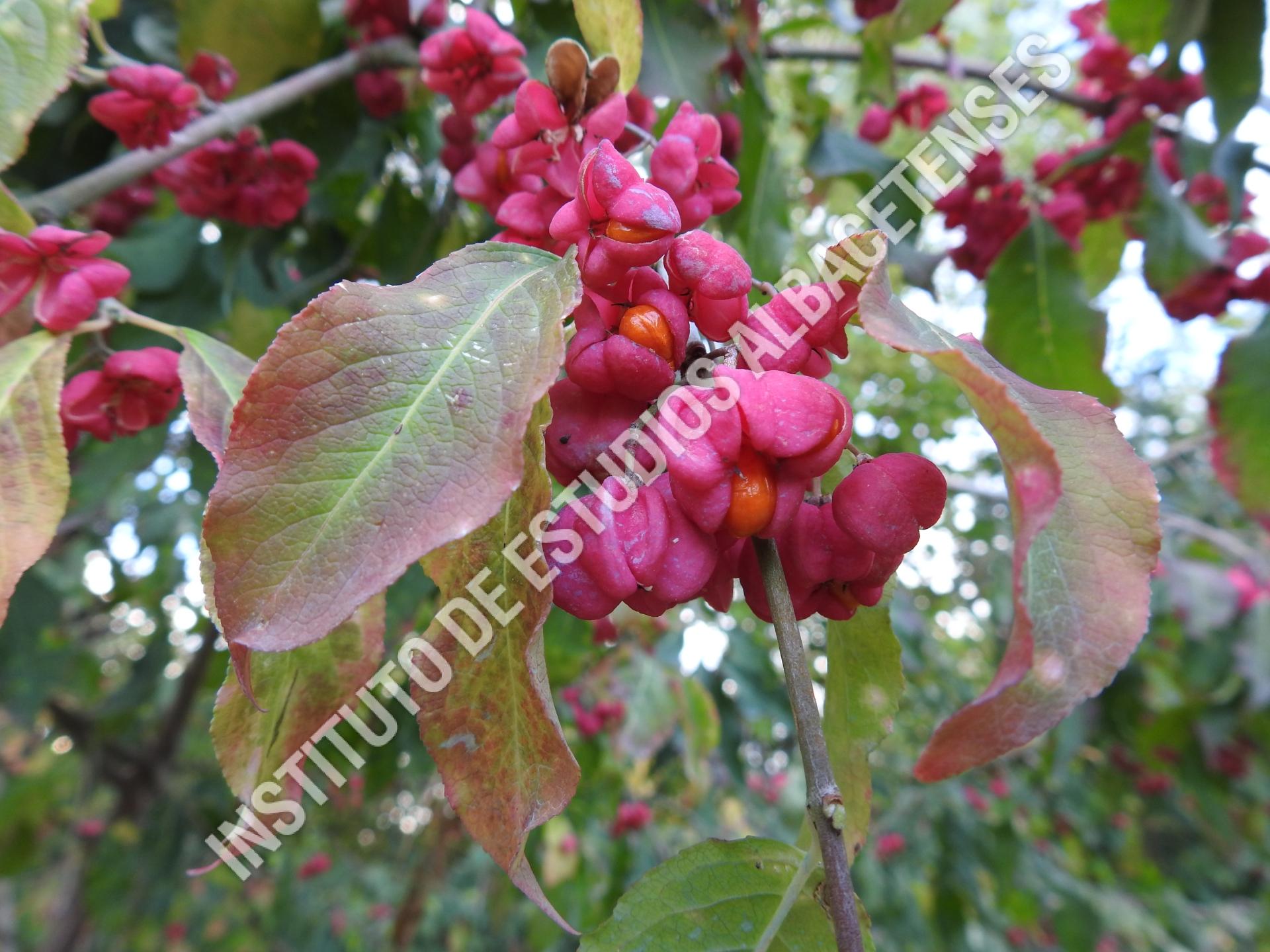 Patrimonio Natural Bonetero, evónimo (Euonymus europaeus L.)