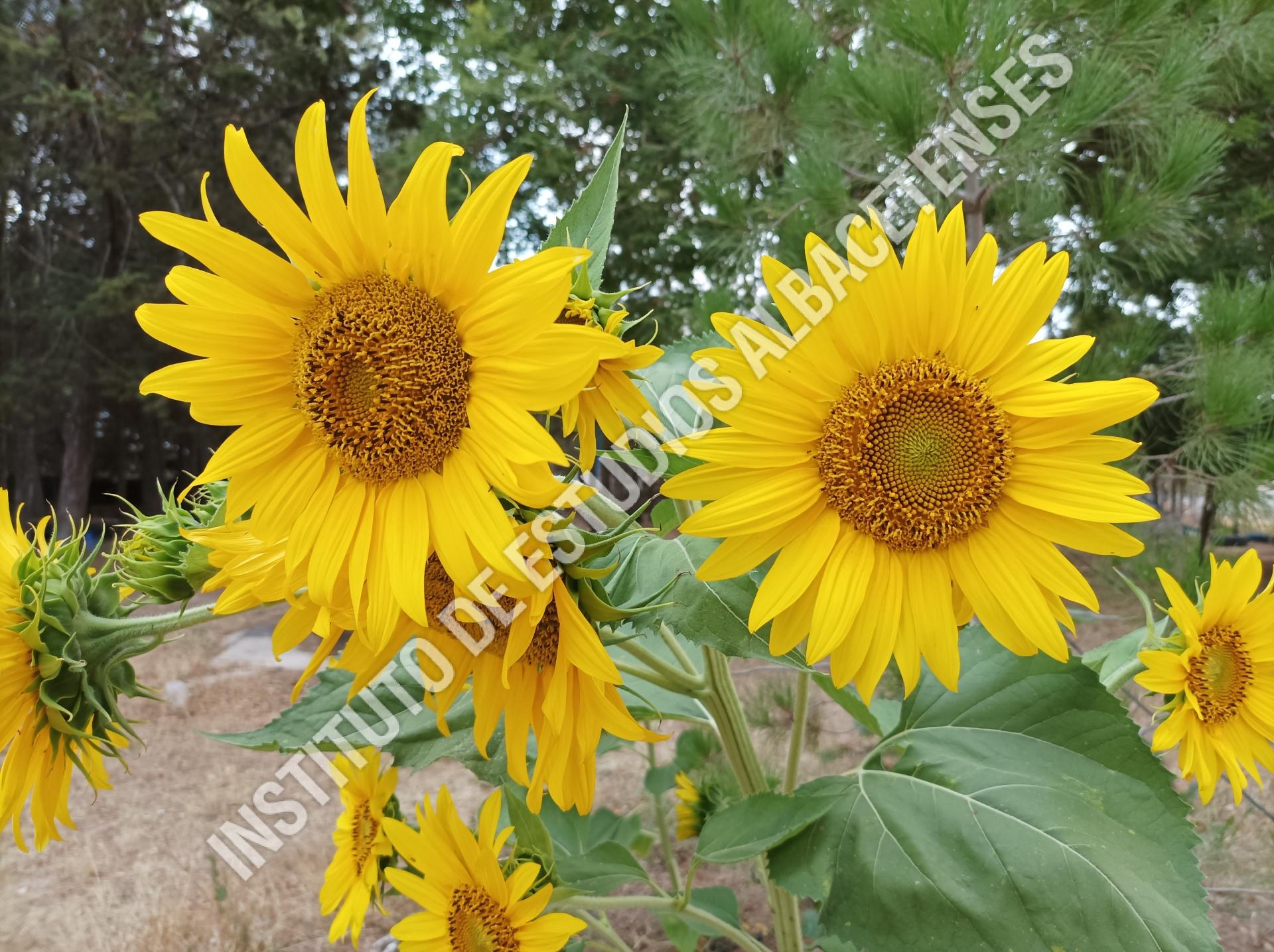 Patrimonio Natural Girasol o mirasol (Helianthus annuus L.)