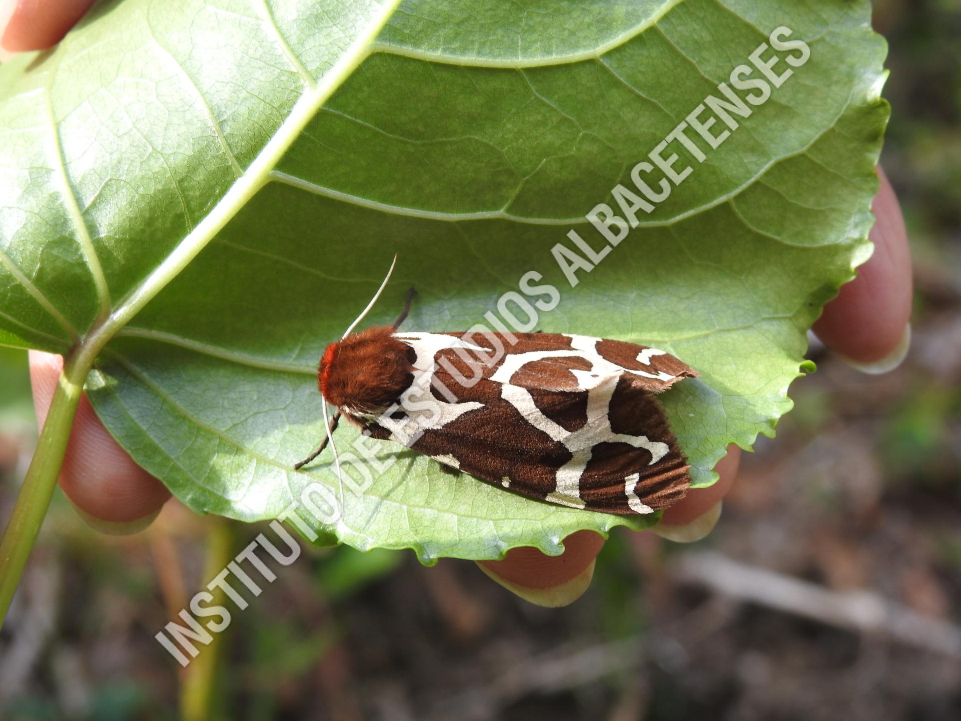 Patrimonio Natural Gitana (Arctia caja  Linnaeus, 1758)