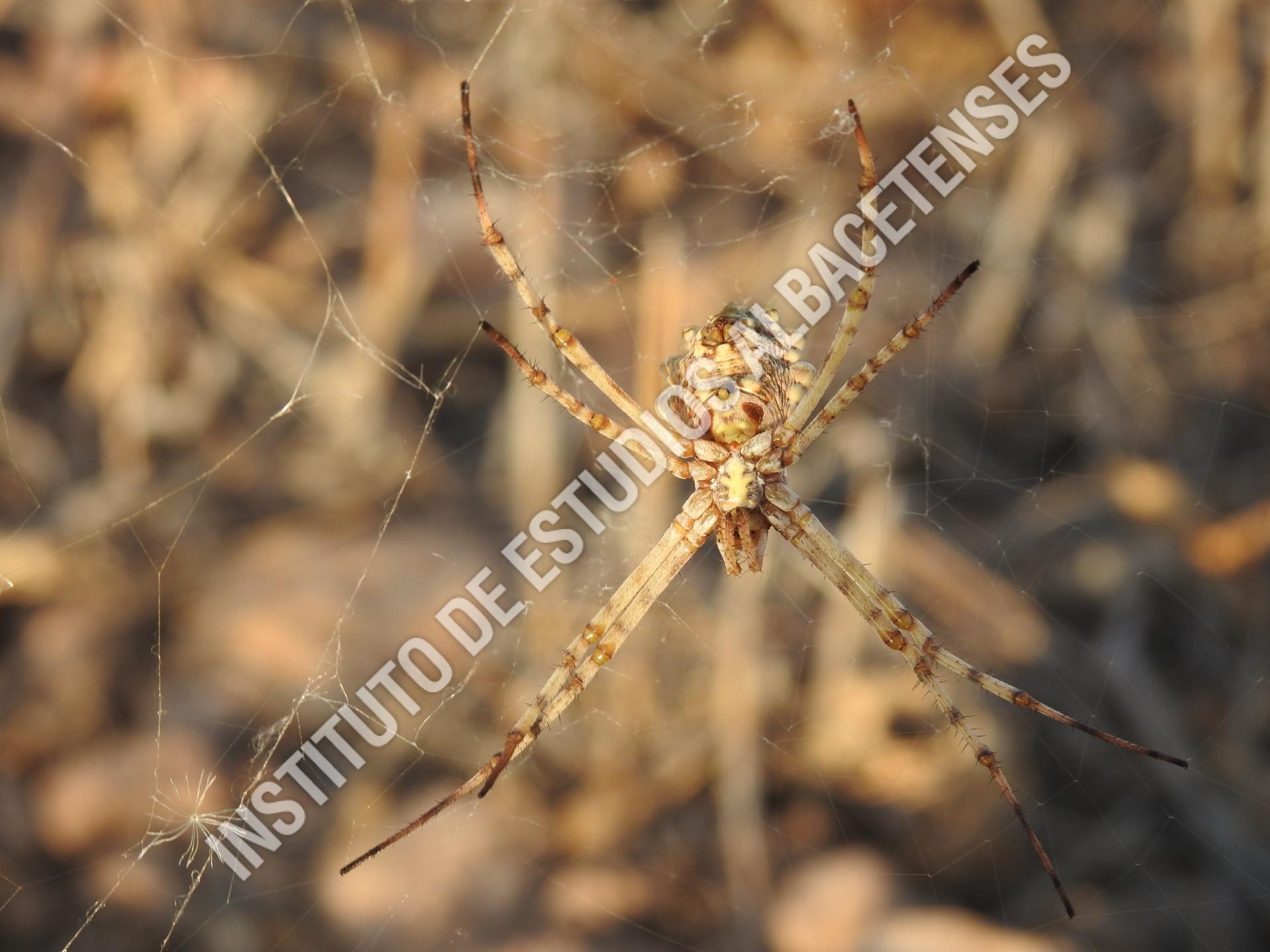 Patrimonio Natural Araña tigre (Argiope lobata, Pallas, 1772)