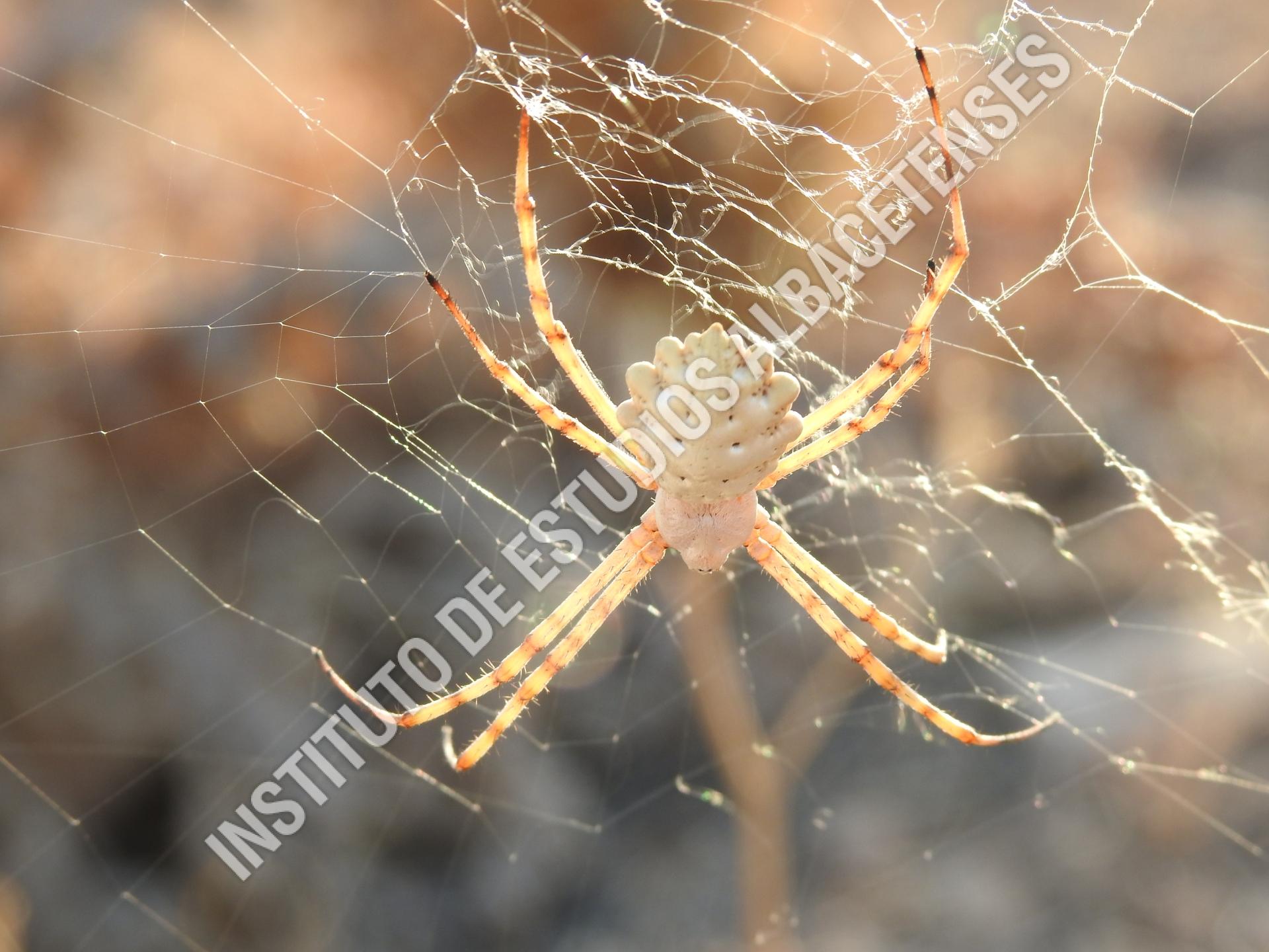 Patrimonio Natural Araña tigre (Argiope lobata, Pallas, 1772)