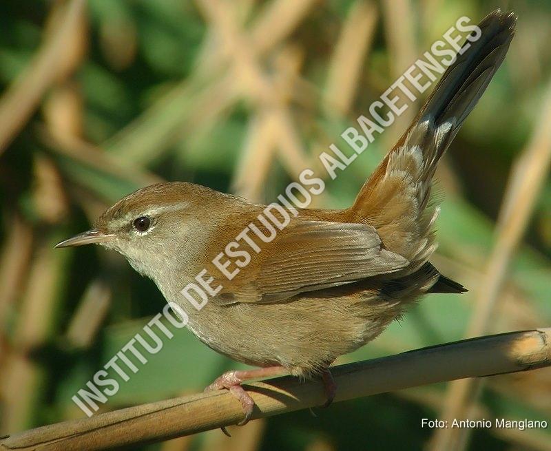 Patrimonio Natural Ruiseñor bastardo, cetia ruiseñor (Cettia cetti)