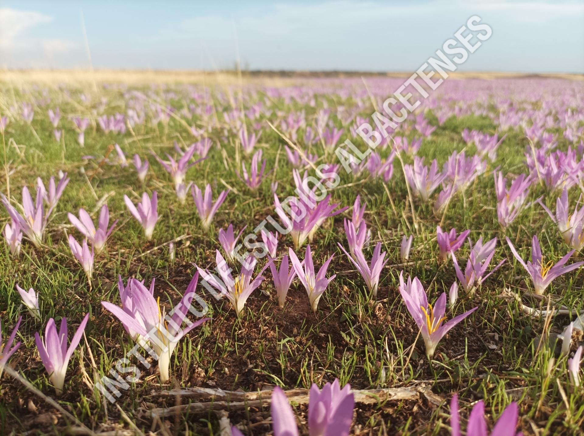 Patrimonio Natural Azafrán parece, pero no es (Colchicum autumnale L.)