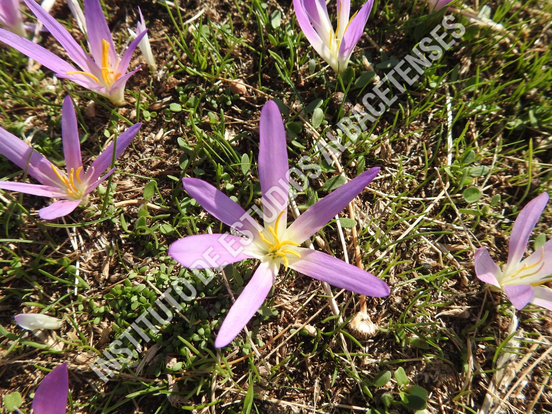 Patrimonio Natural Azafrán parece, pero no es (Colchicum autumnale L.)