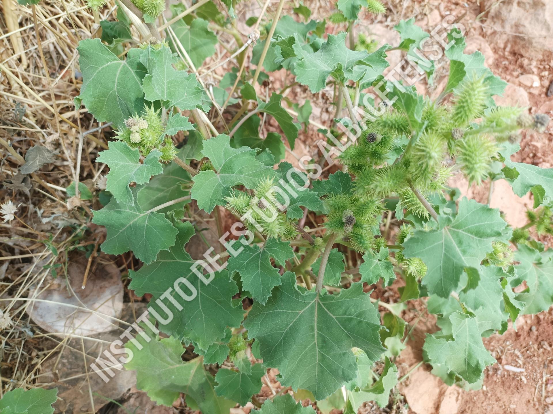 Patrimonio Natural Bardana menor, cadillo (Xanthium strumarium L.)