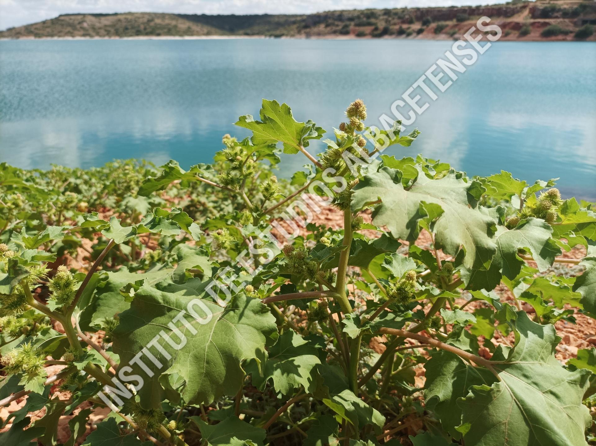 Patrimonio Natural Bardana menor, cadillo (Xanthium strumarium L.)