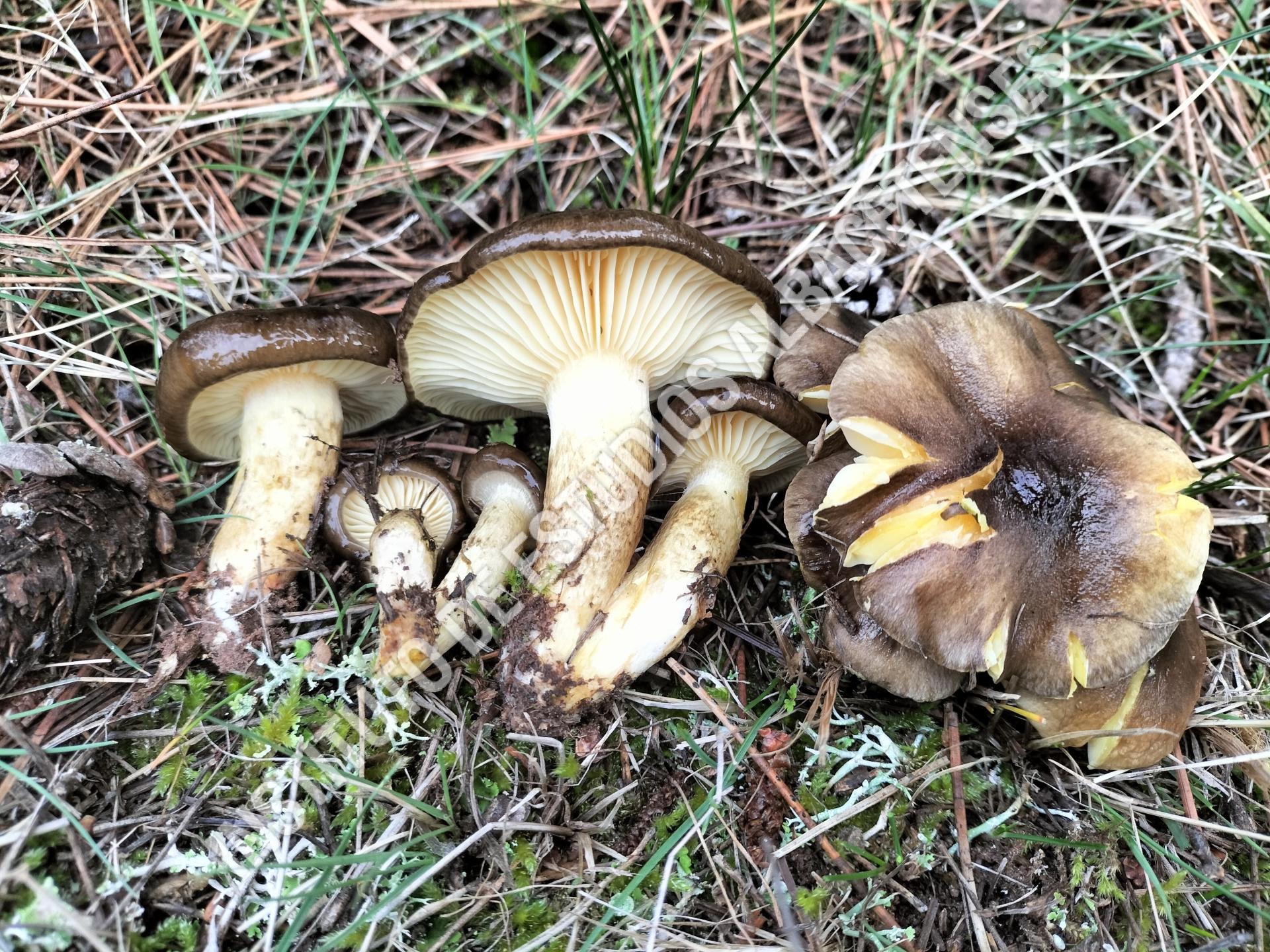 Patrimonio Natural Higróforo de láminas amarillas (Hygrophorus hypothejus (Fr.) Fr.)