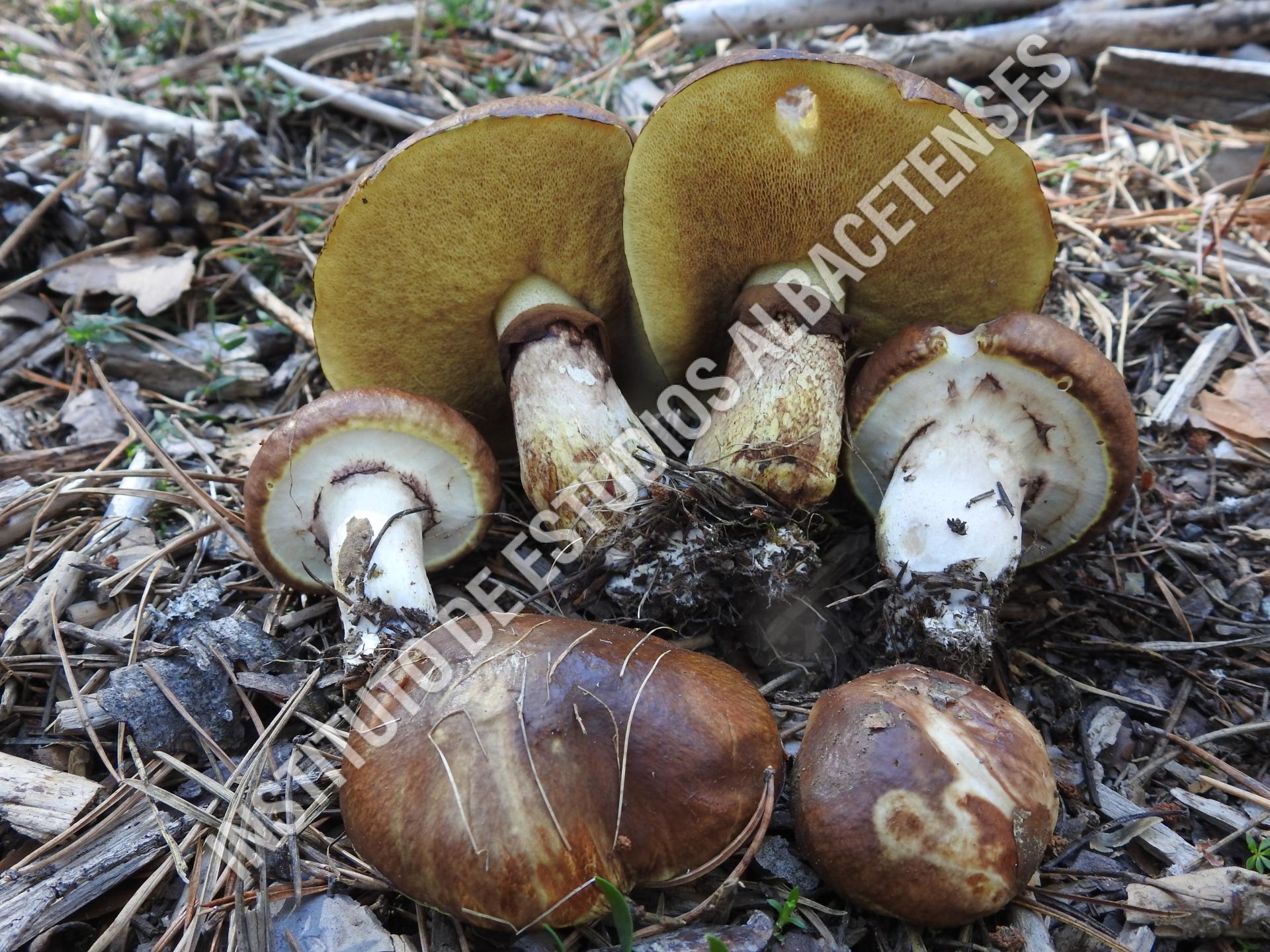 Patrimonio Natural Pejín anillado, boleto anillado (Suillus luteus (L.) Roussel)