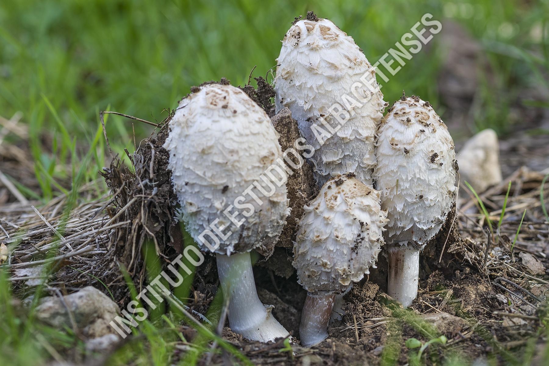 Patrimonio Natural Barbuda (Coprinus comatus (O.F. Müll.) Pers.)