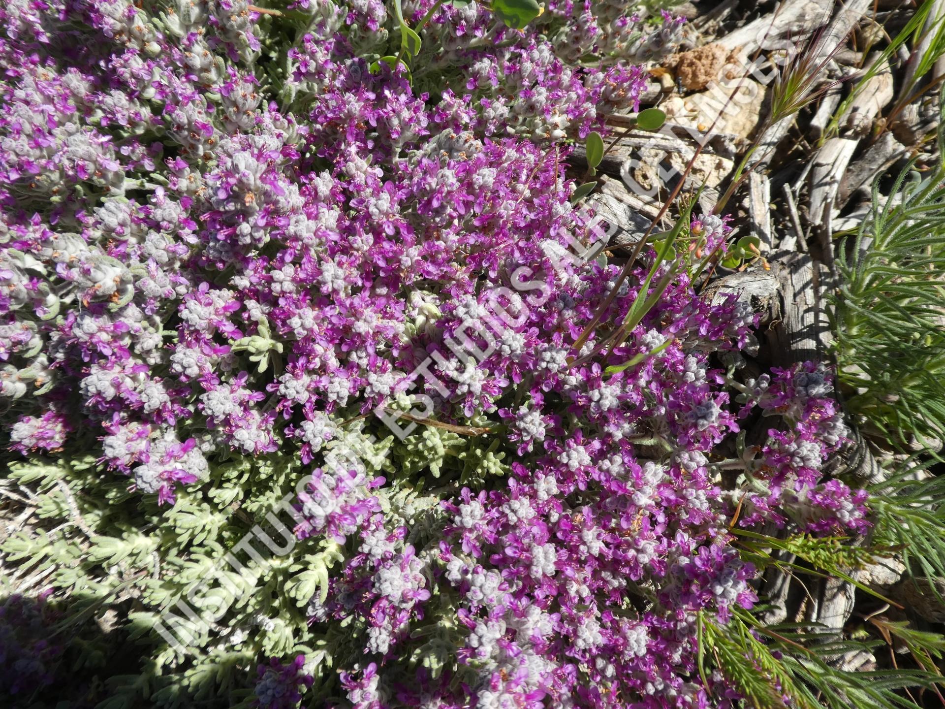 Patrimonio Natural Zamarrilla ((Teucrium gnaphalodes  L´Her.)