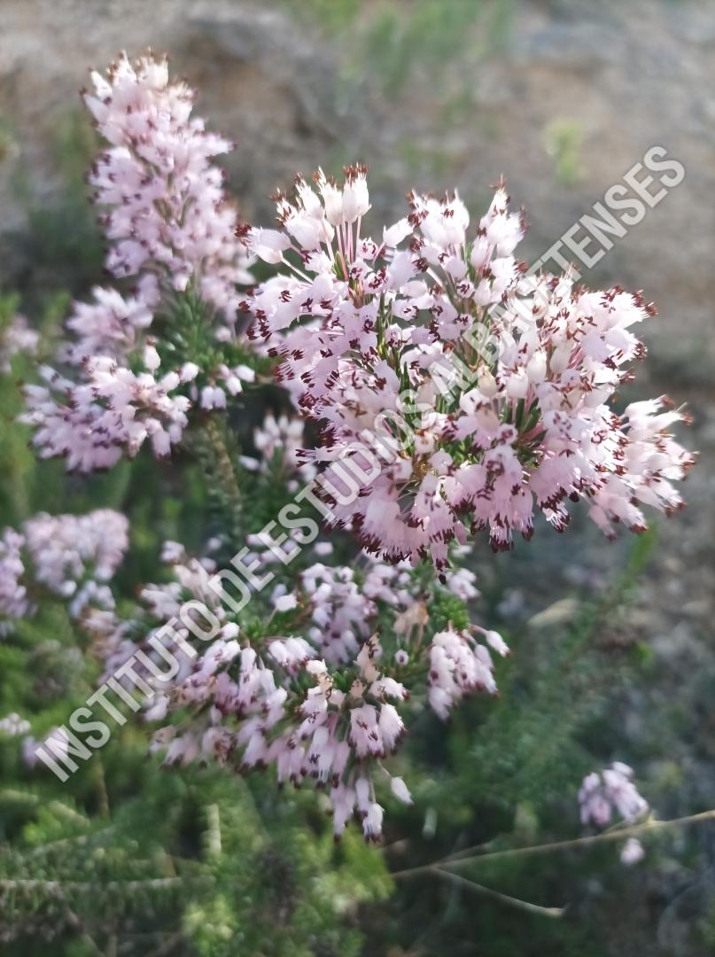 Patrimonio Natural Pedorrera (Erica multiflora L.)