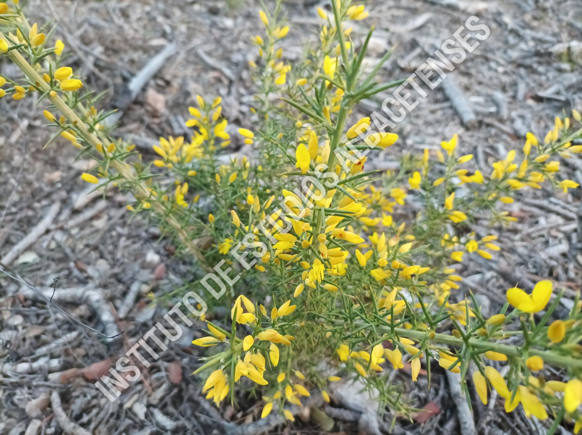 Patrimonio Natural Aulaga, aulaga morisca, tojo, árgoma (Ulex parviflorus Pourr.)