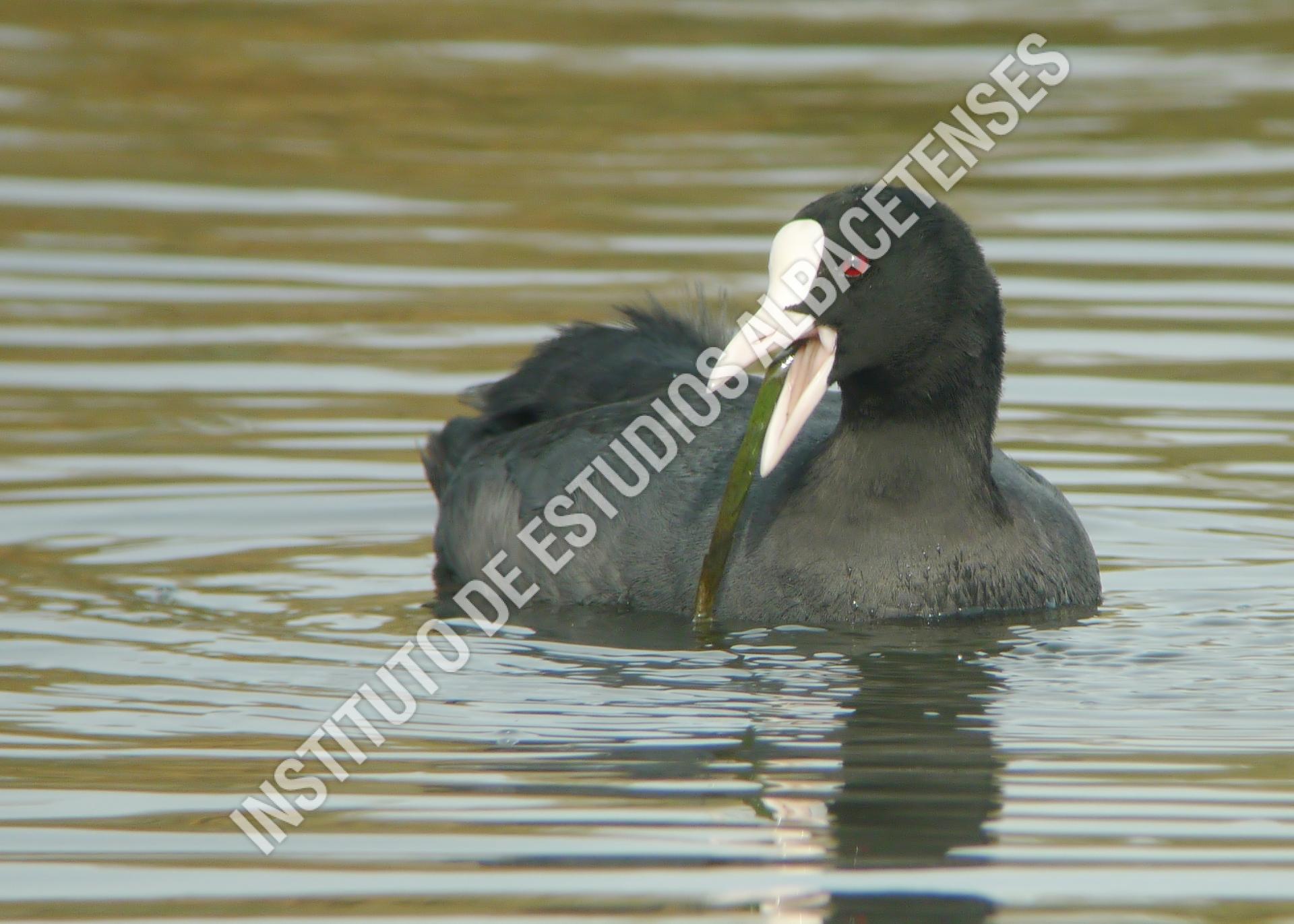 Patrimonio Natural Focha común (Fulica atra)