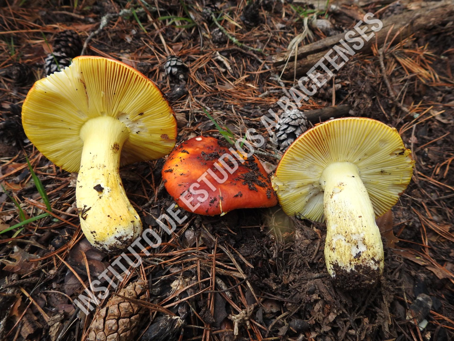 Patrimonio Natural Chivata (Russula aurea Pers.)