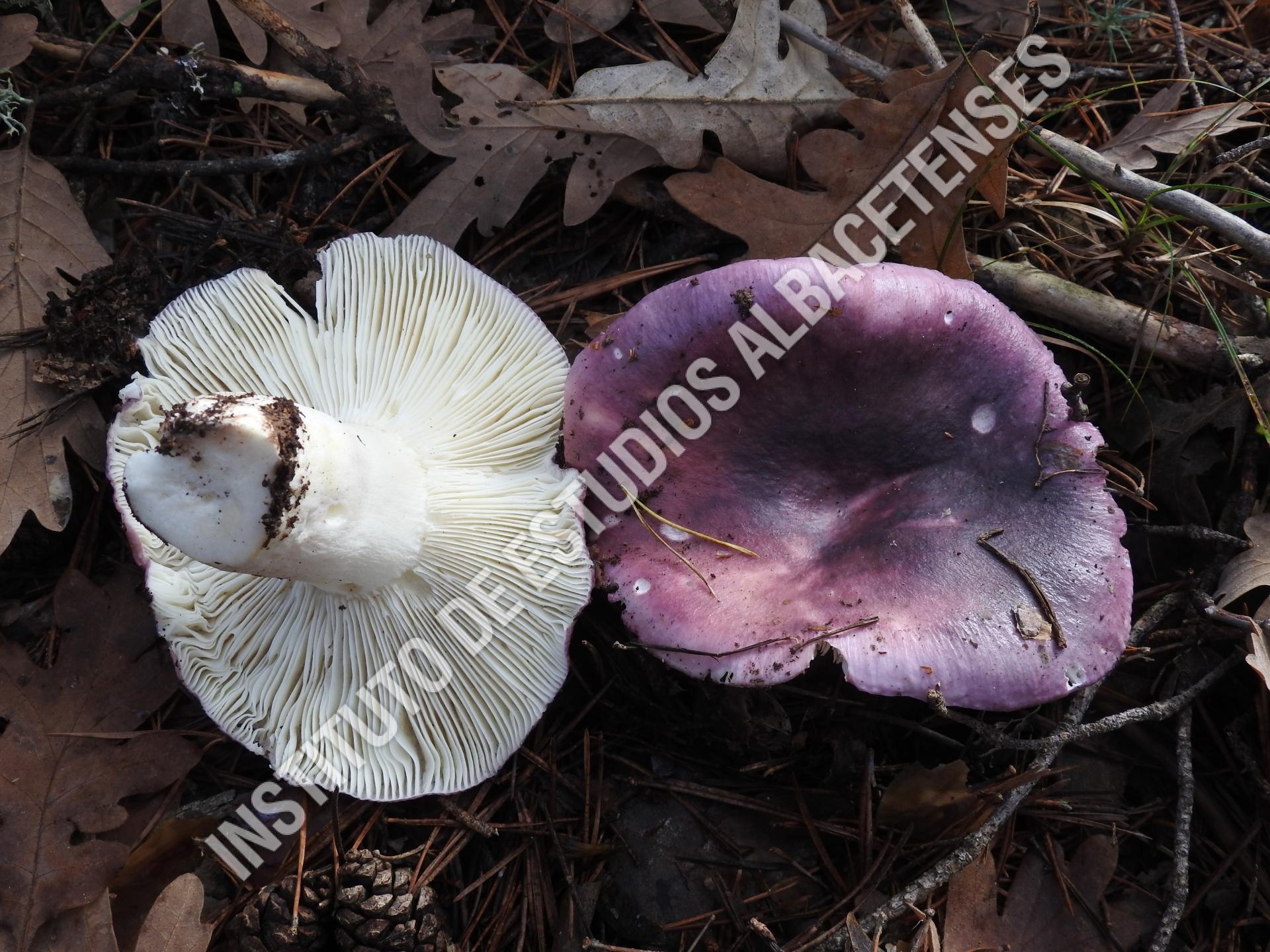 Patrimonio Natural  Chivata, seta carbonera (Russula cyanoxantha (Schaeff.) Fr.)