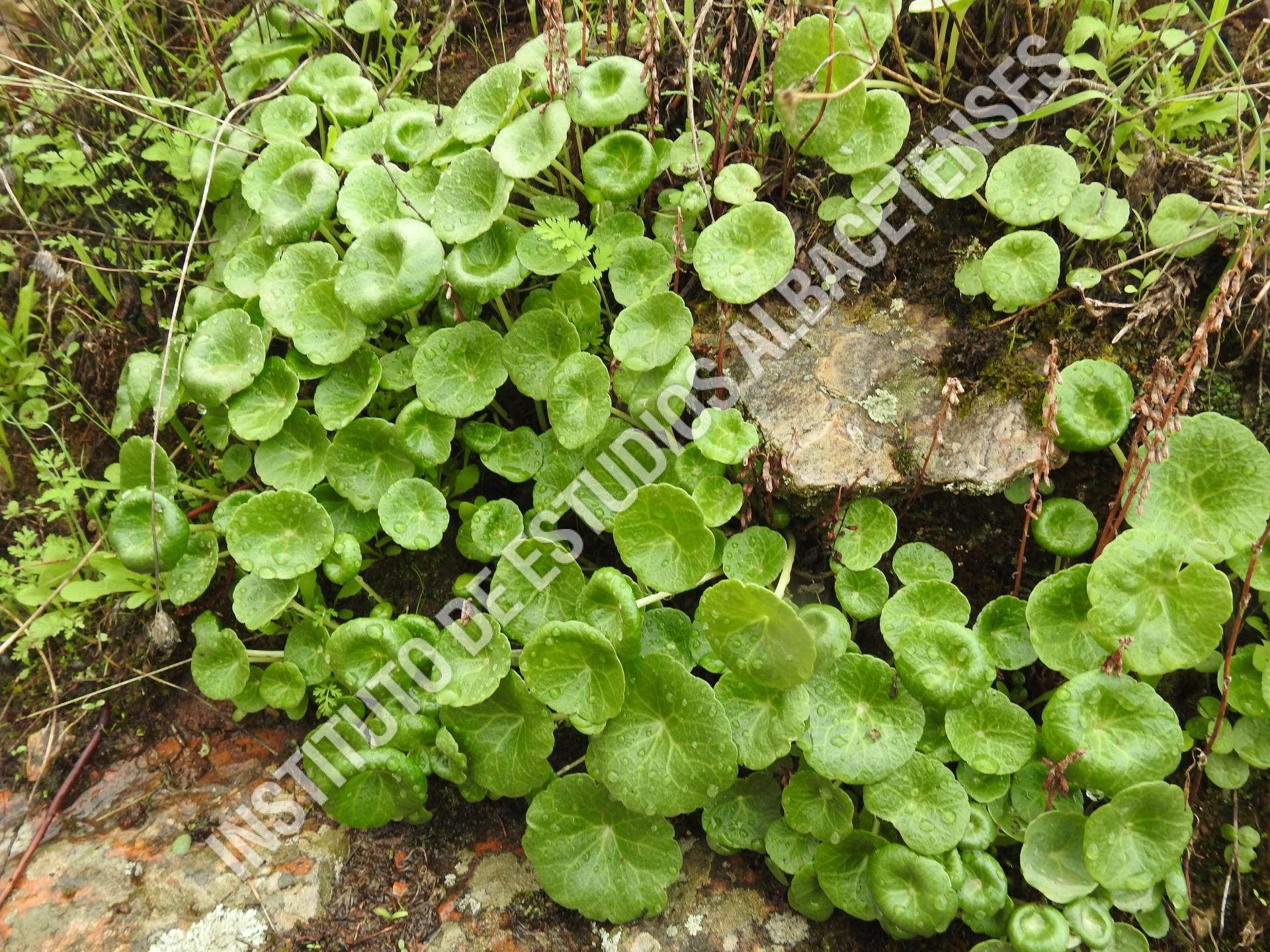 Patrimonio Natural  Hoja callera,  Ombligo de Venus (Umbilicus rupestris (Salisb.) Dandy)