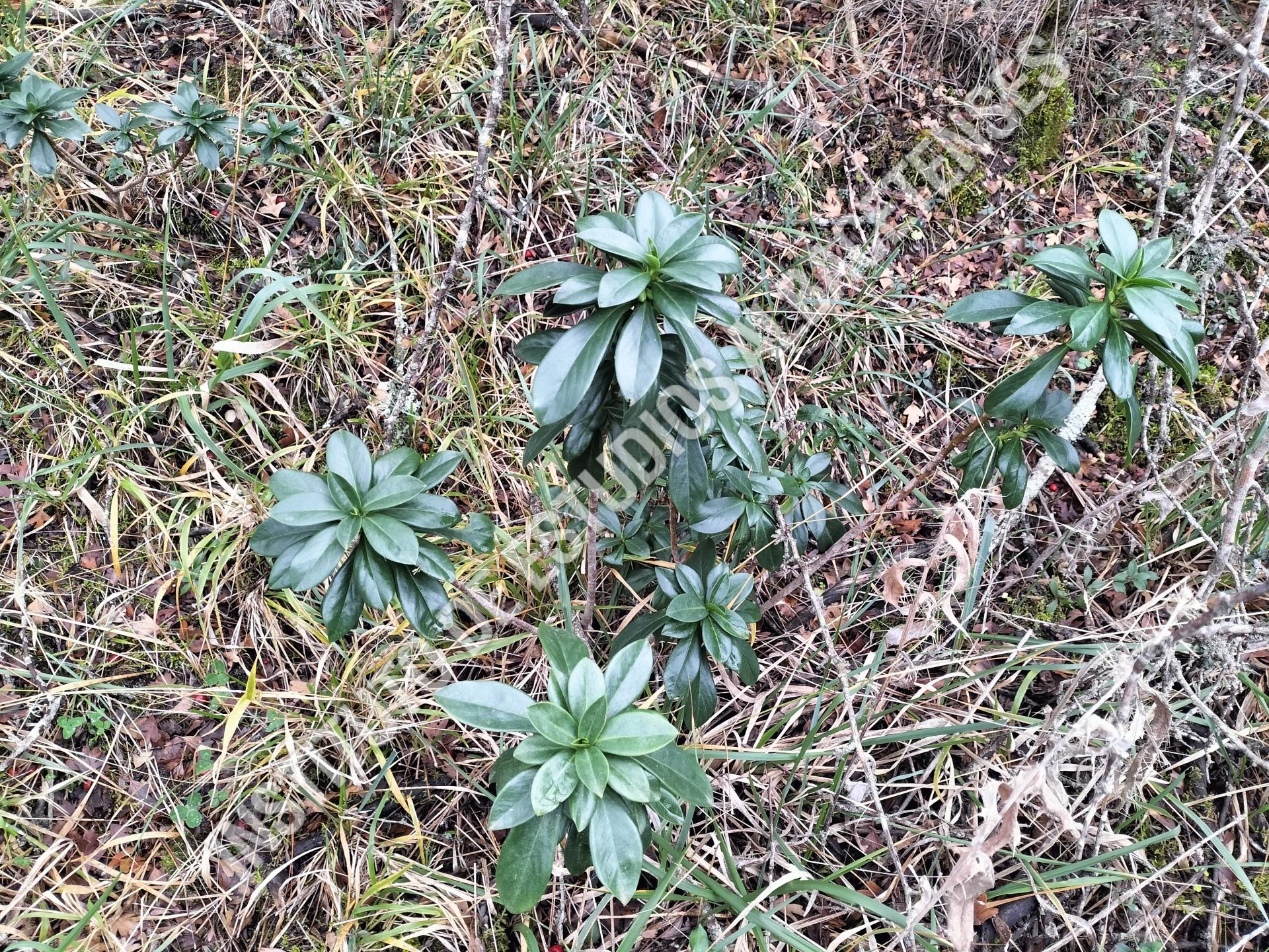 Patrimonio Natural Martín Polo (Daphne laureola L.)