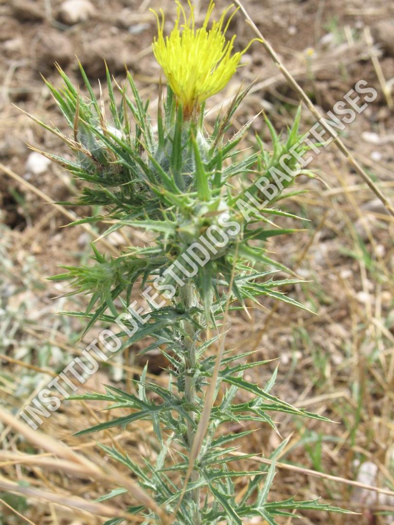 Patrimonio Natural Cardo zambombero (Carthamus lanatus L.)