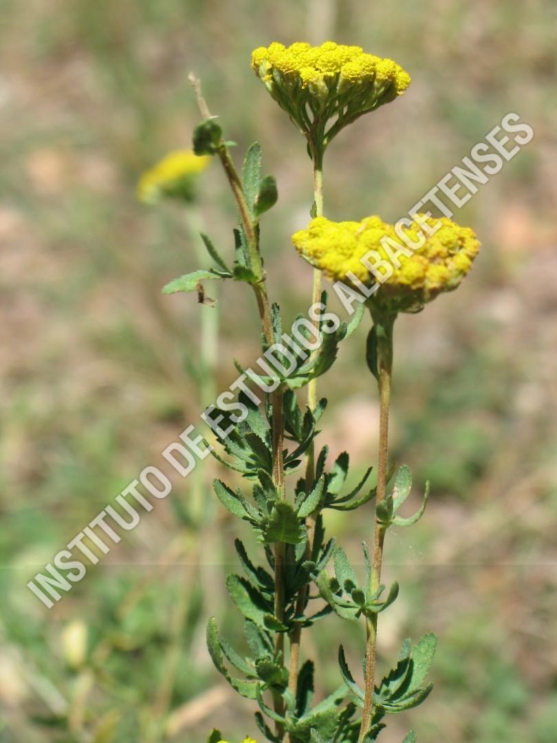 Patrimonio Natural Árnica (Achillea ageratum L.)